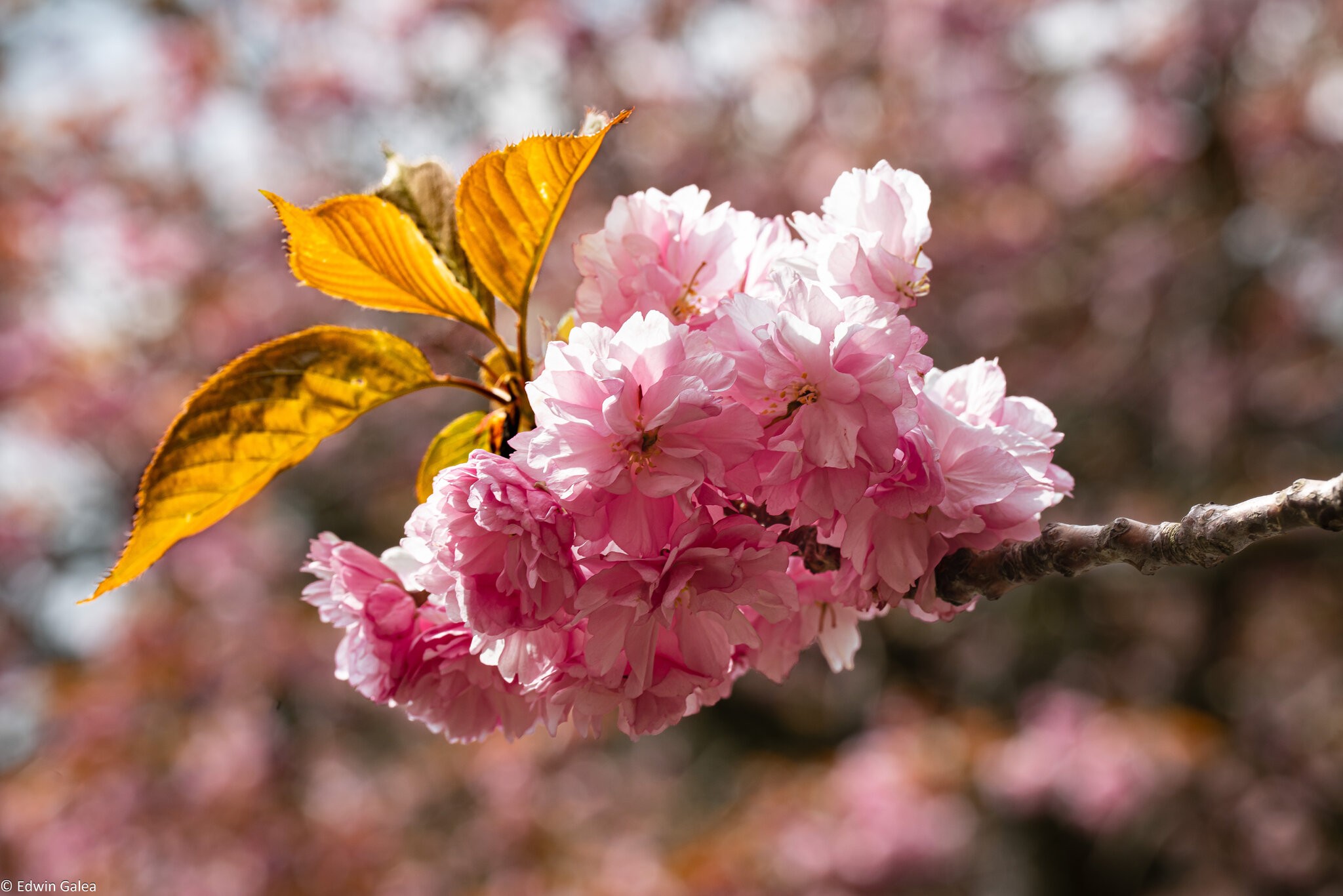 cherryblossom_1-1.jpg