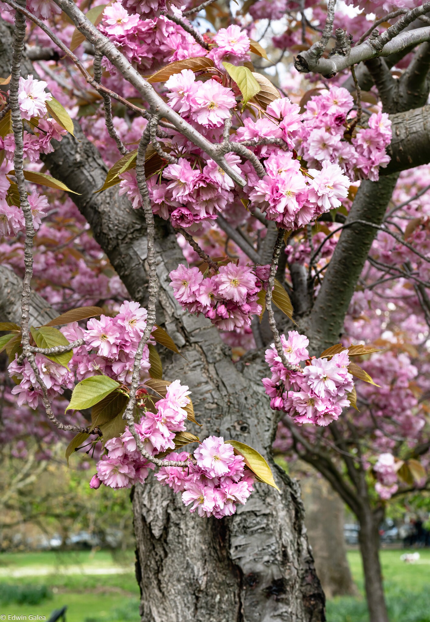 cherryblossom_tree-2.jpg