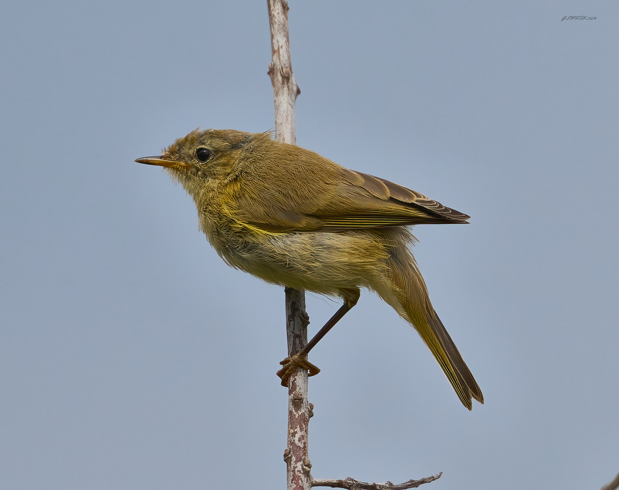 chiffchaff 2024.jpg