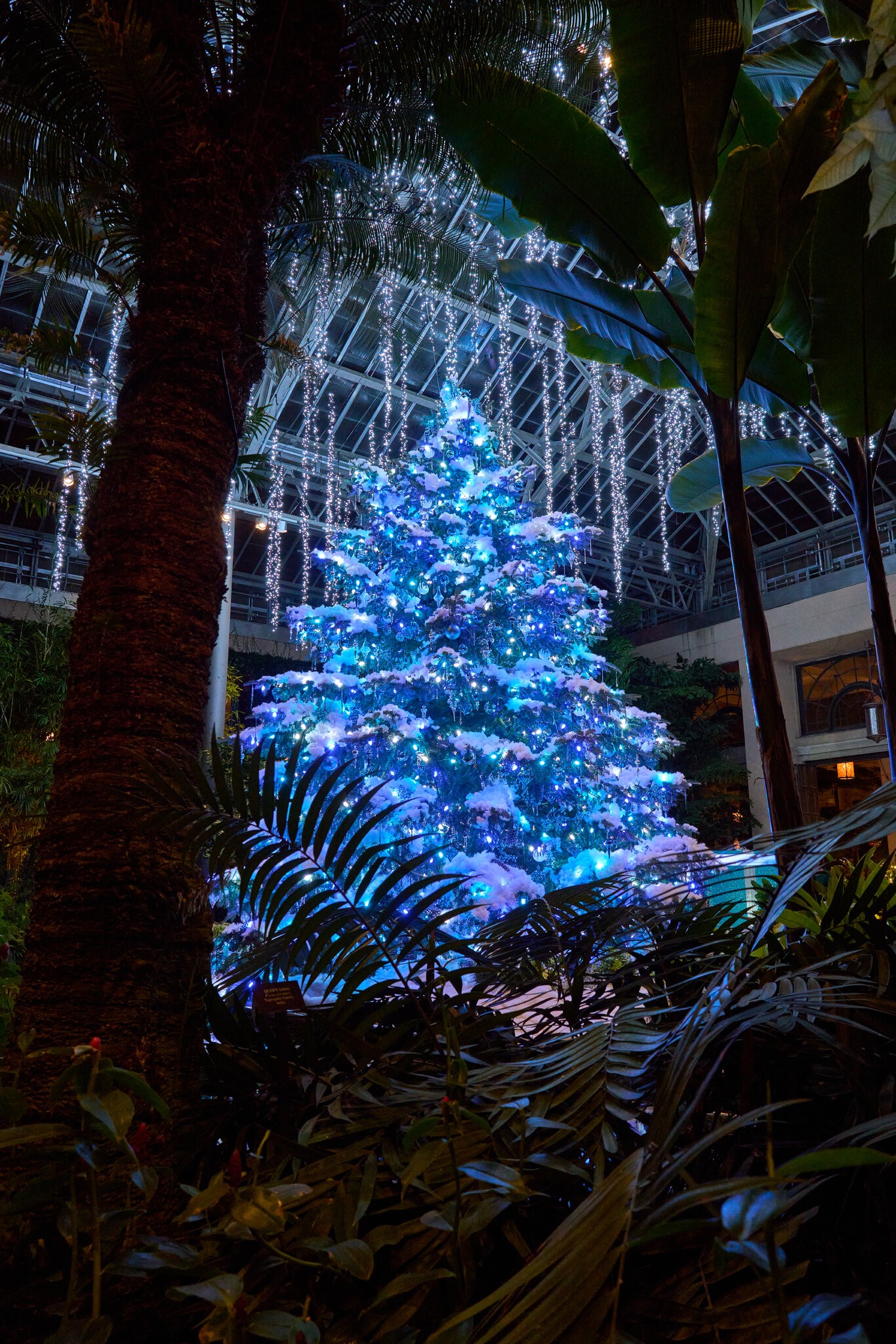 Christmas at Longwood - Longwood - 01102025 - 09.jpg