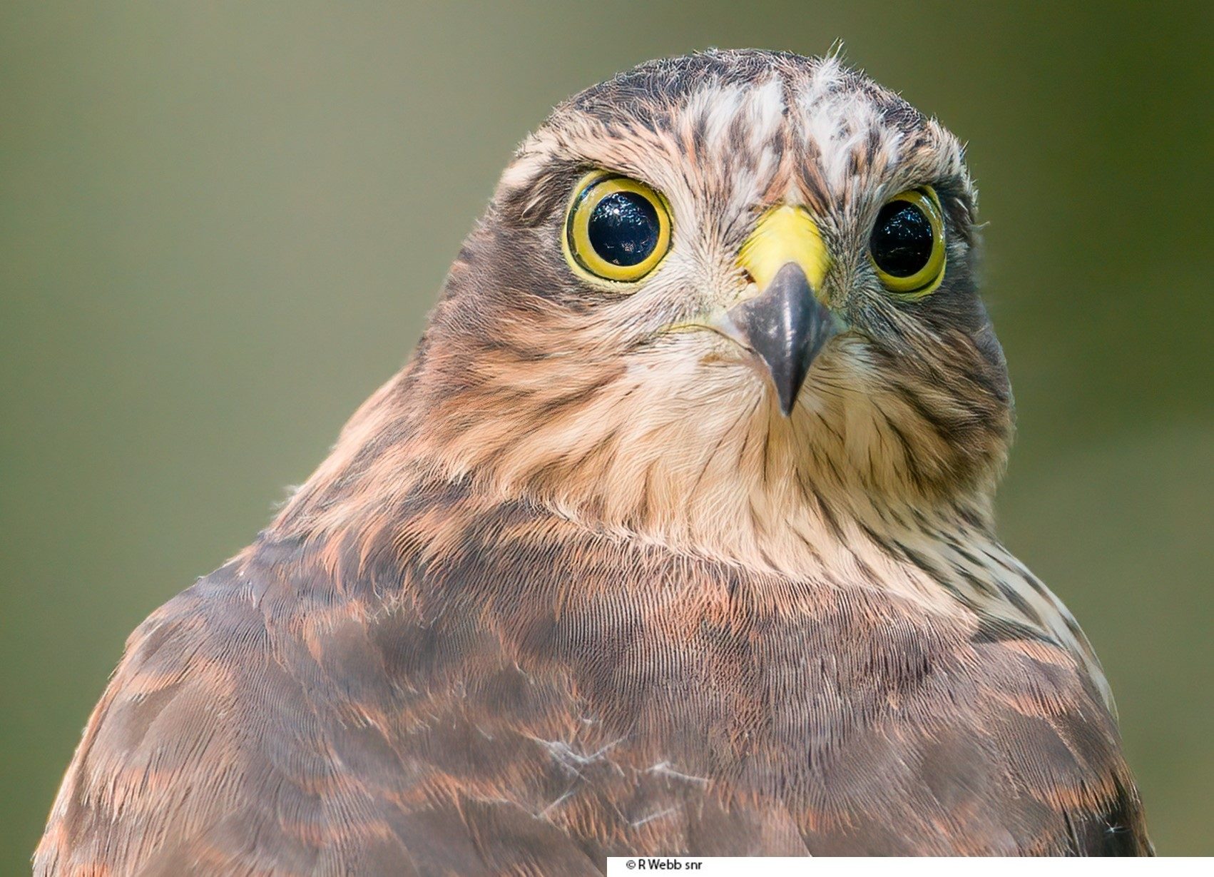 Close Encounter Young Sparrow Hawk.jpg