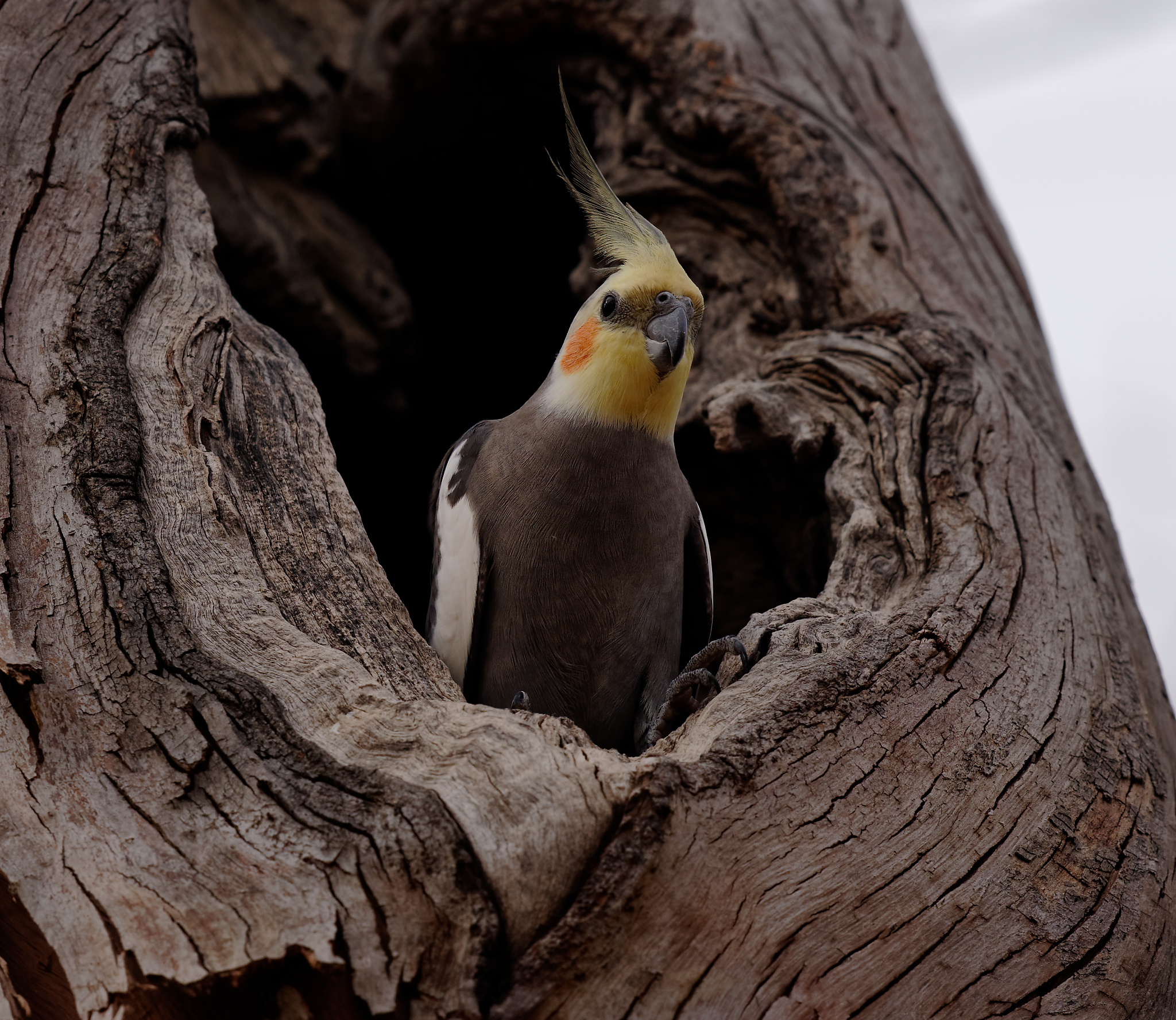 Cockatiel m (3).jpg