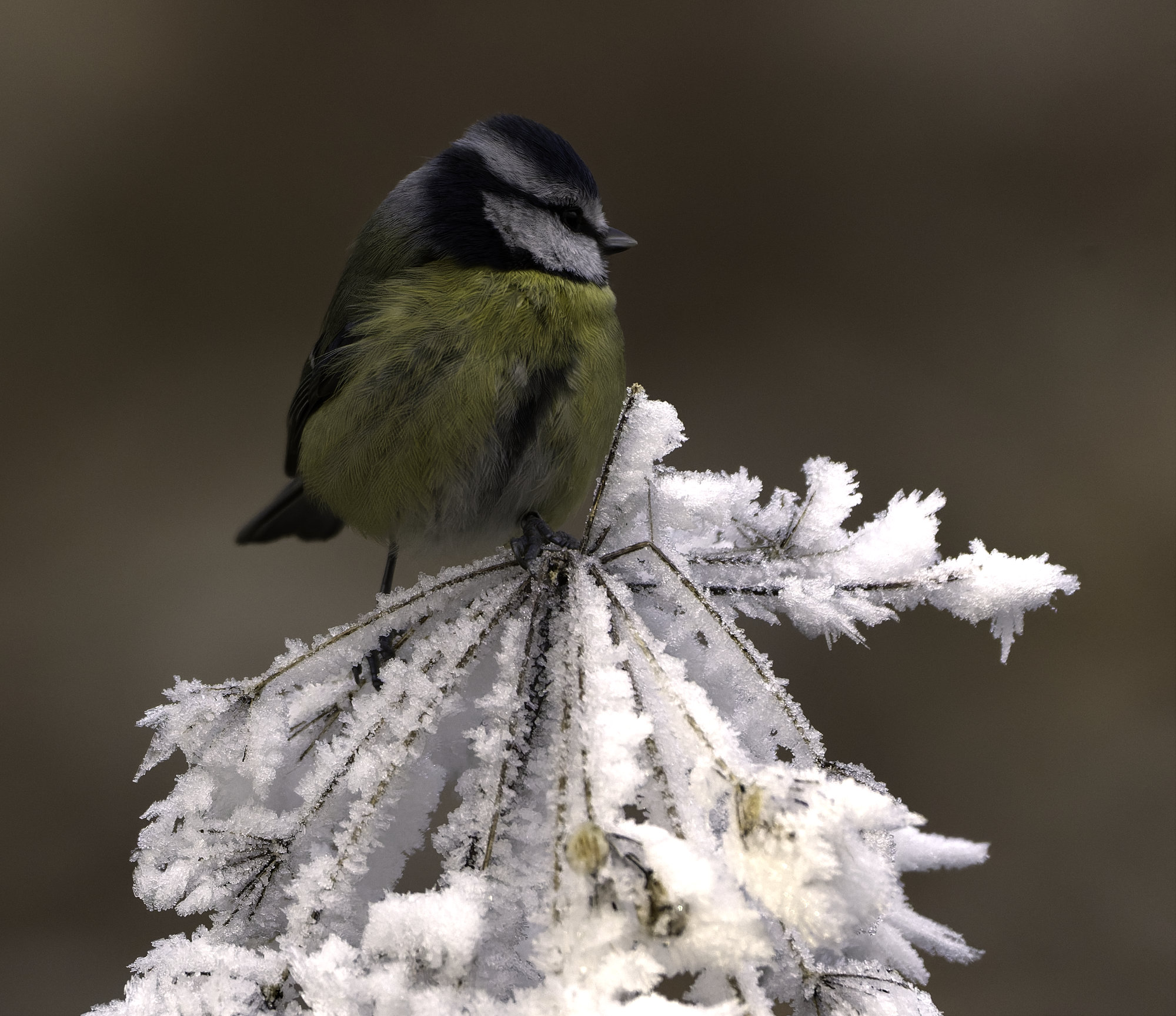 Cold Bluetit.