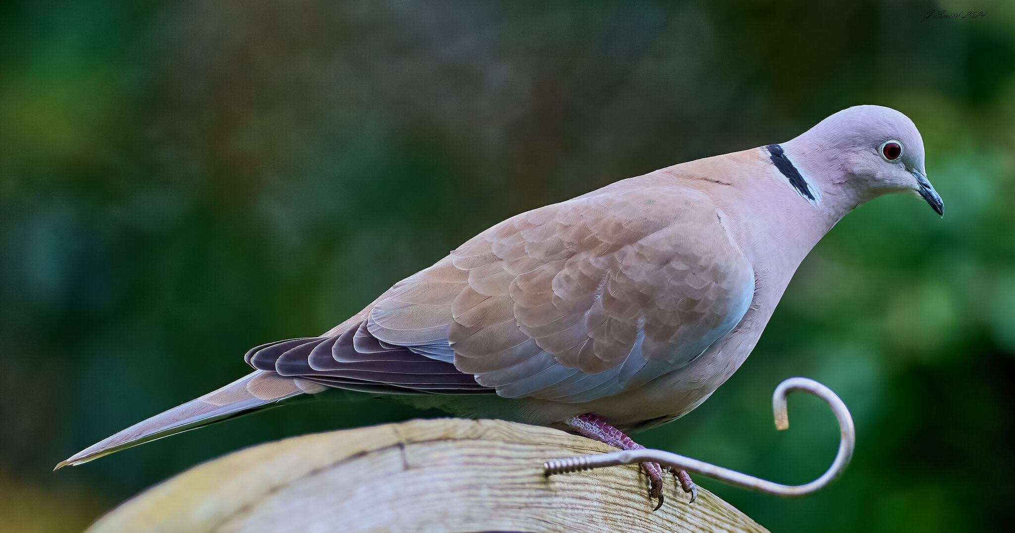 collared dove 2024 1.jpg