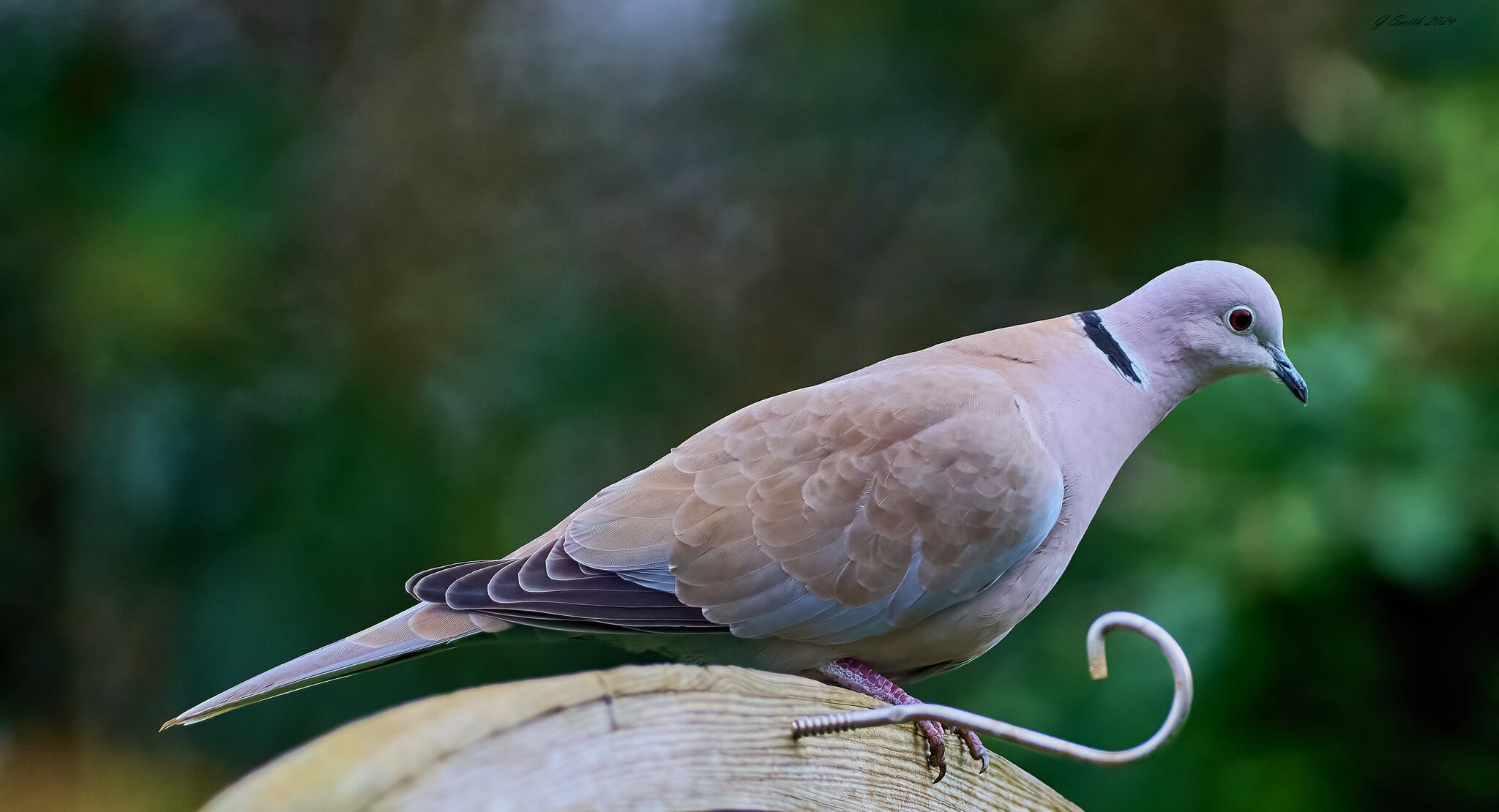 collared dove 2024.jpg