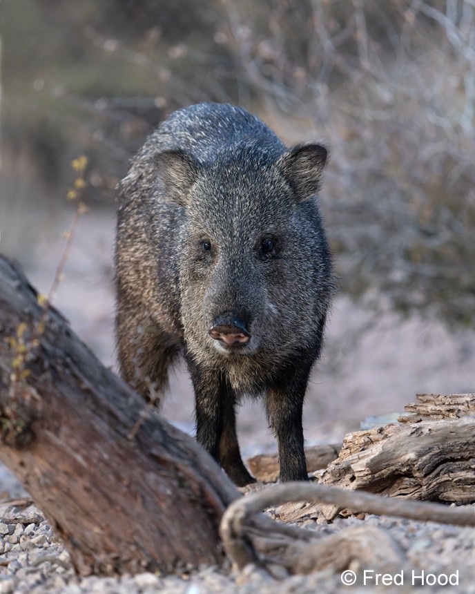 collared peccary S4820 DXO Raw Adjust.jpg