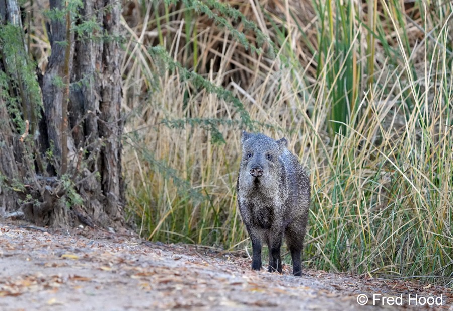 collared peccary S5150.JPG