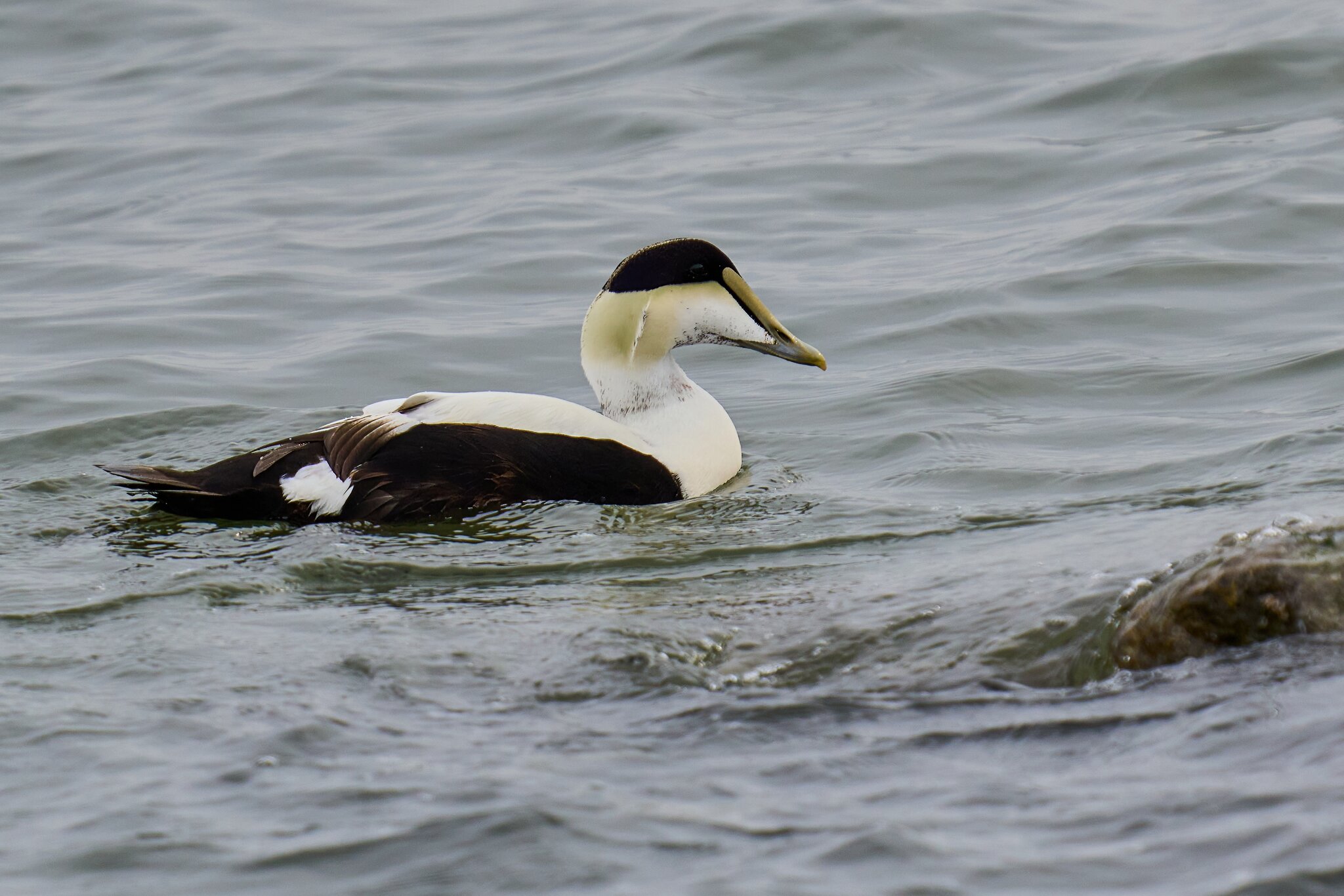 Common Eider - Barnegat - 01262025 - 01 - DN.jpg