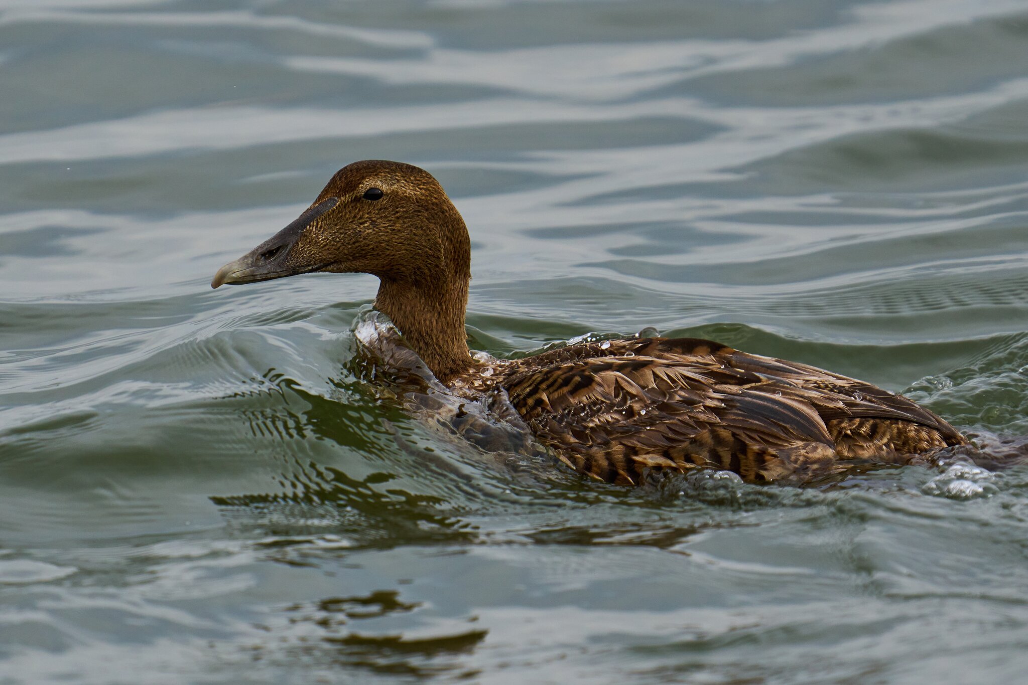 Common Eider - Barnegat - 01262025 - 02 - DN.jpg