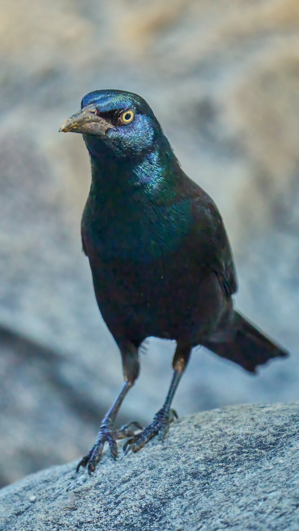 Common Grackle - Brandywine 06252023 - 02- DN.jpg