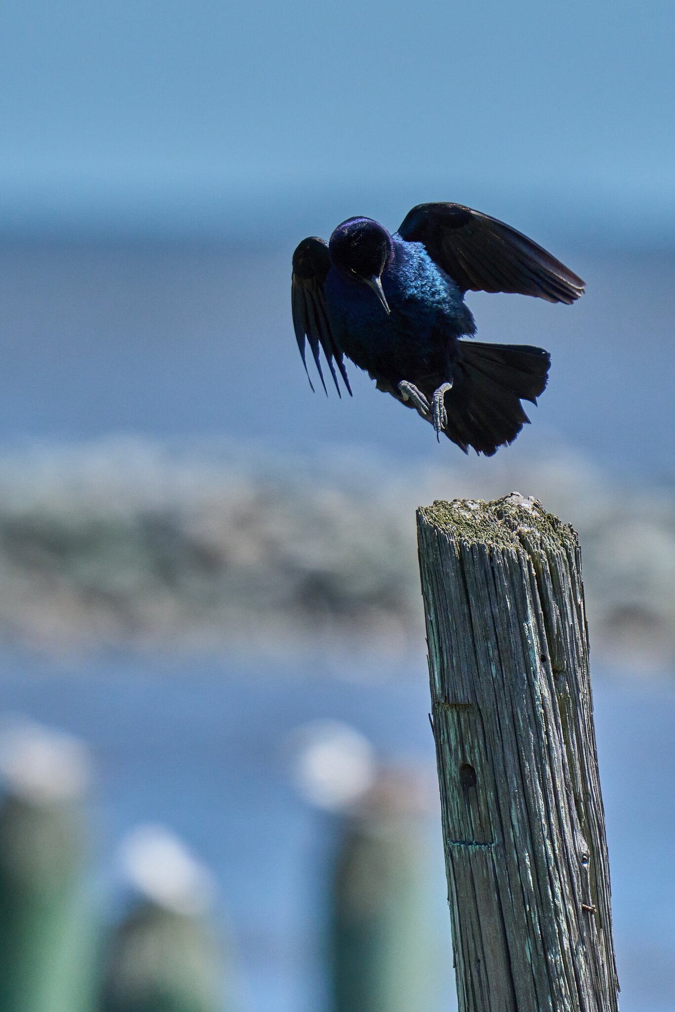 Common Grackle - DuPont Nature Center - 05282024 - 01- DN.jpg