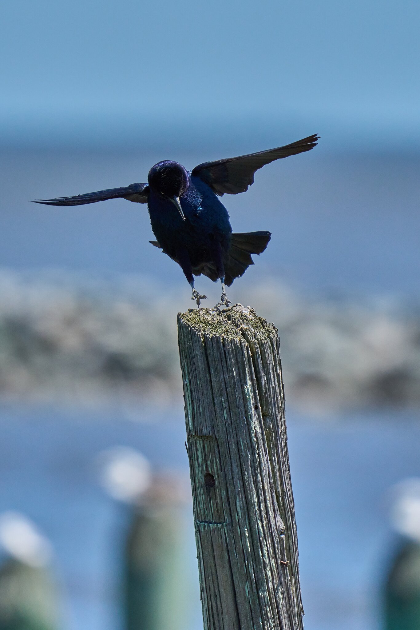 Common Grackle - DuPont Nature Center - 05282024 - 03- DN.jpg