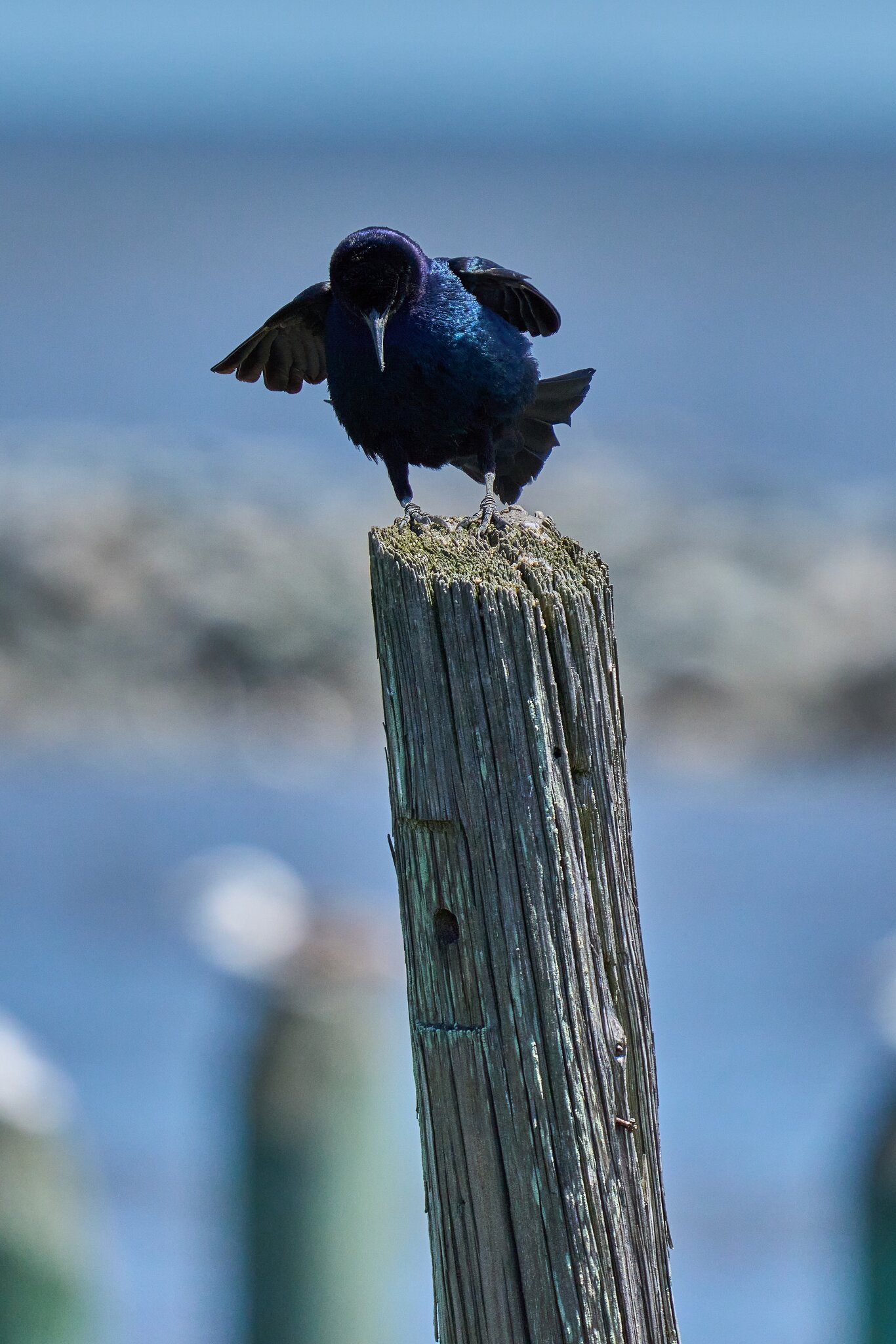 Common Grackle - DuPont Nature Center - 05282024 - 04- DN.jpg