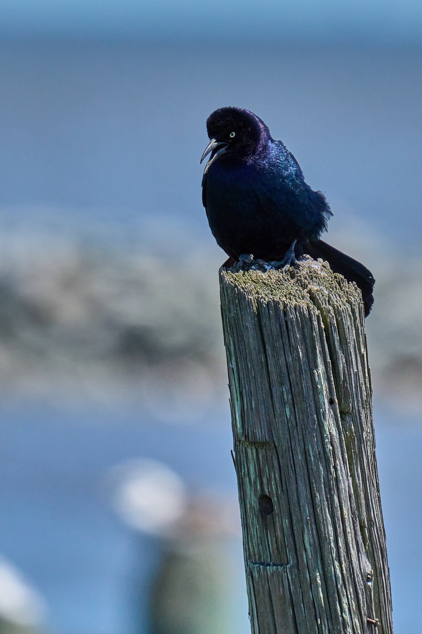 Common Grackle - DuPont Nature Center - 05282024 - 05- DN.jpg