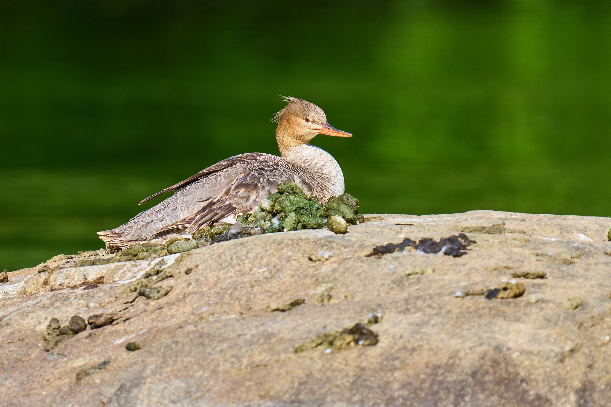 Common Merganser - Brandywine - 05072024 - 01- DN.jpg