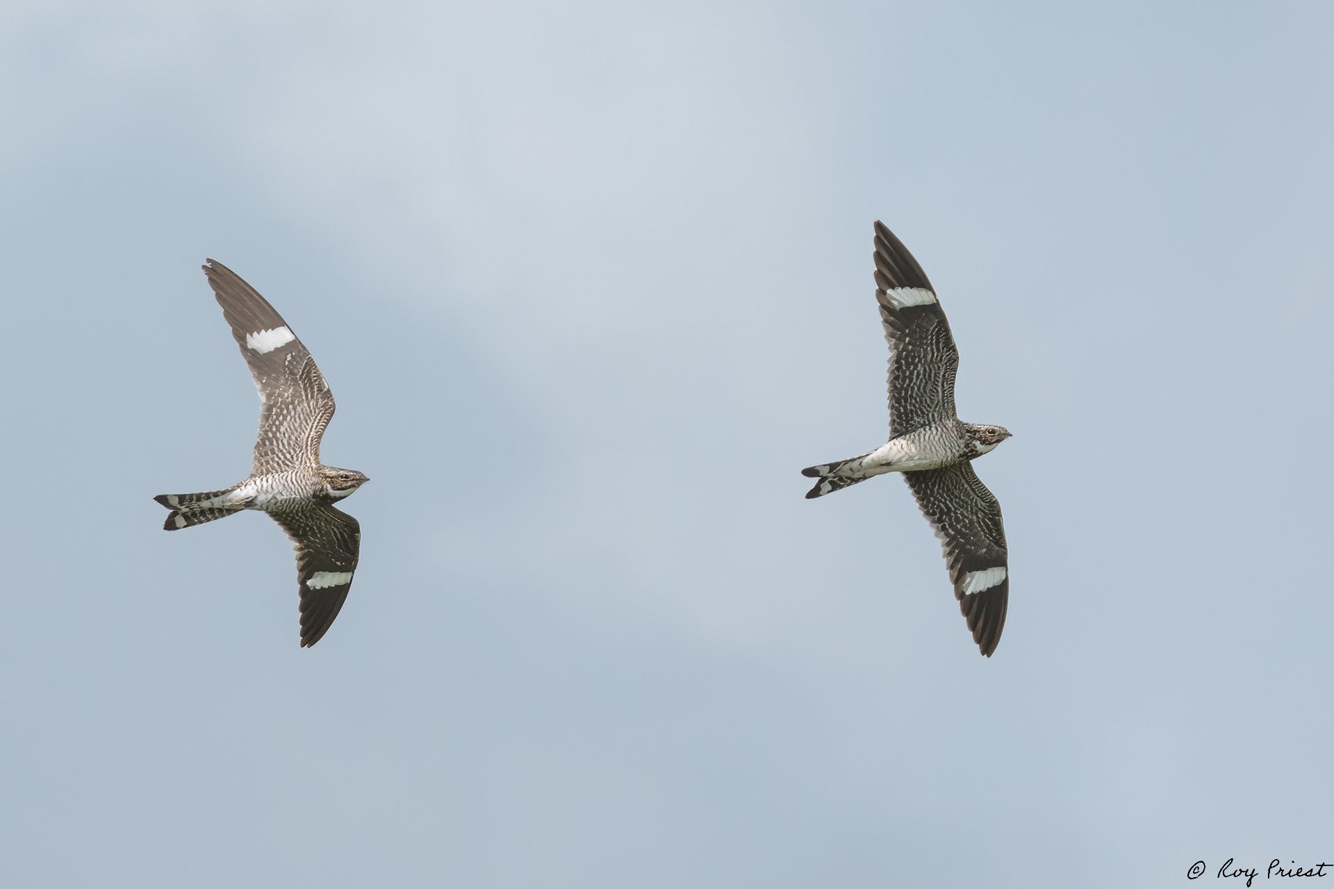 Common-Nighthawk-A1_ROY-7408-Edit.jpg