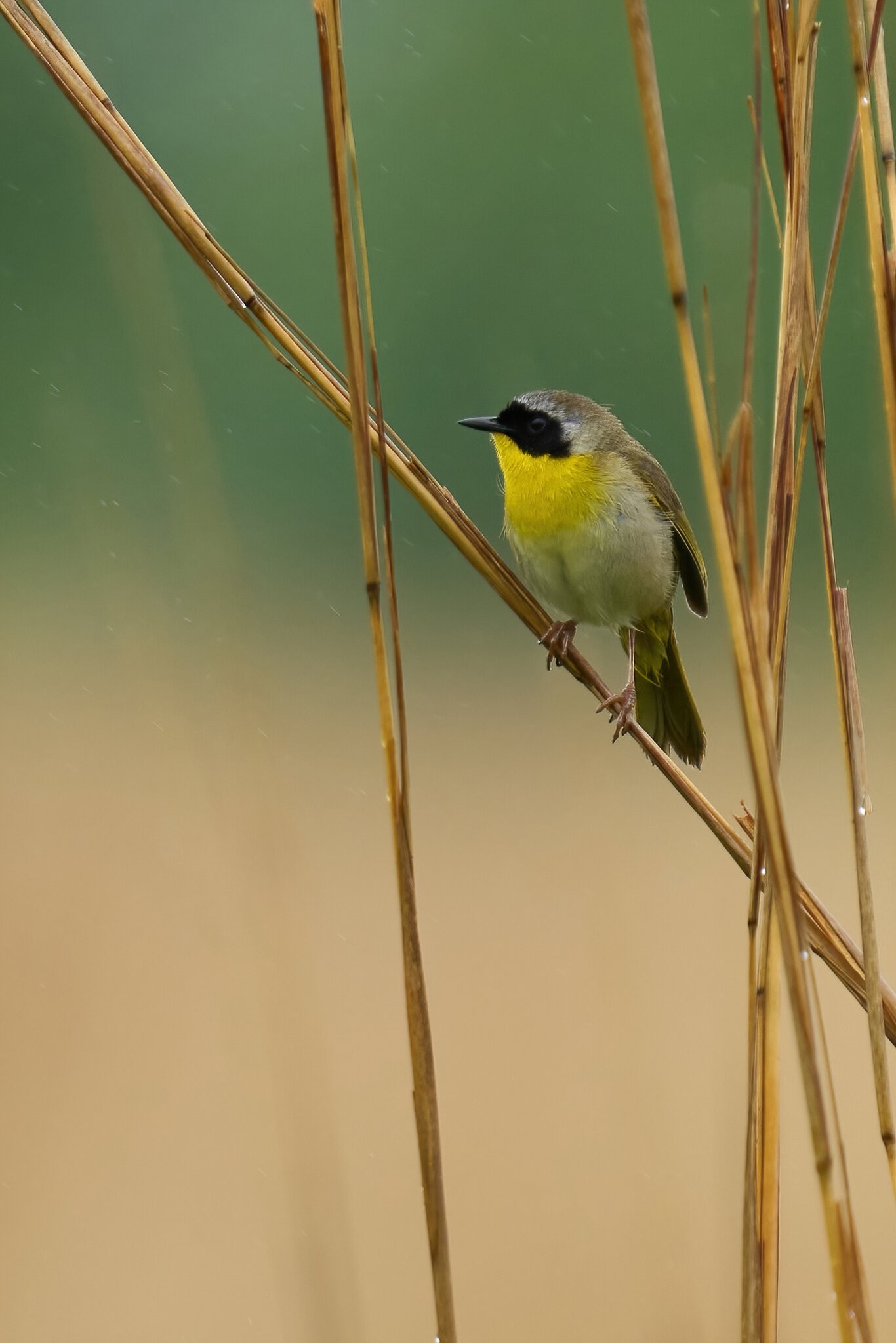 Common Yellowthroat - Bonbay Hook NWR - 05202023 - 03-DN.jpg