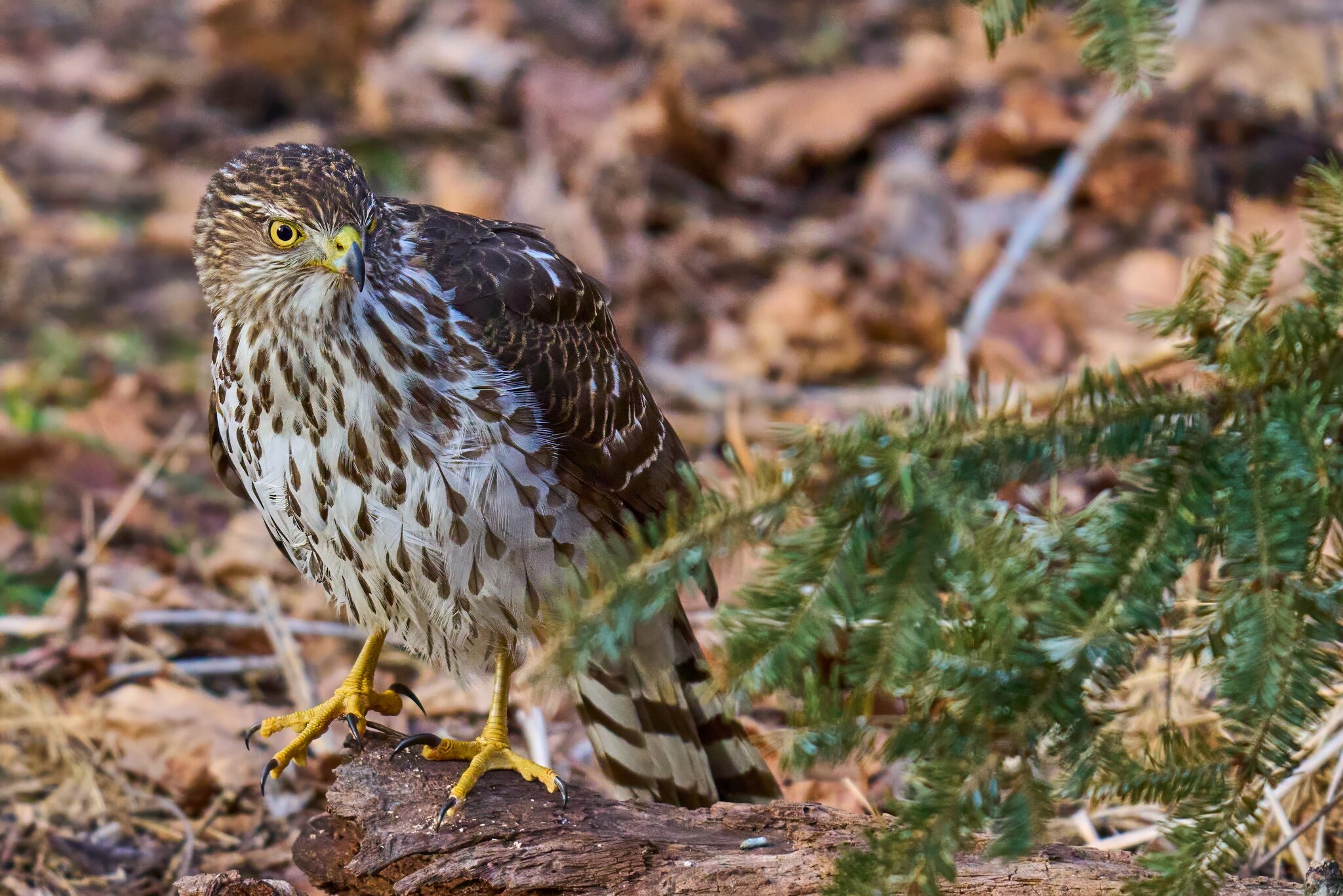 Cooper's Hawk - Ashland - 02022025 - 12 - DN.jpg