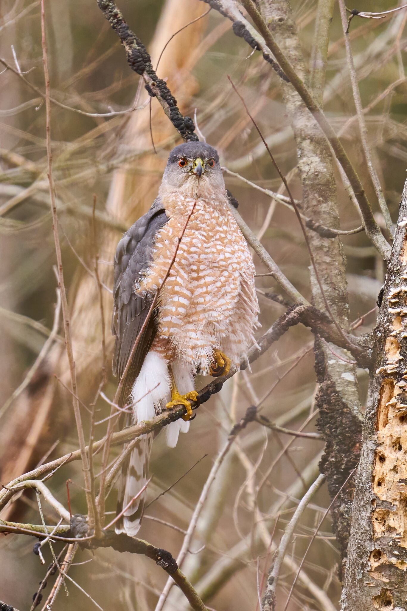 Cooper's Hawk - Ashland - 02022025 - 14 - DN.jpg