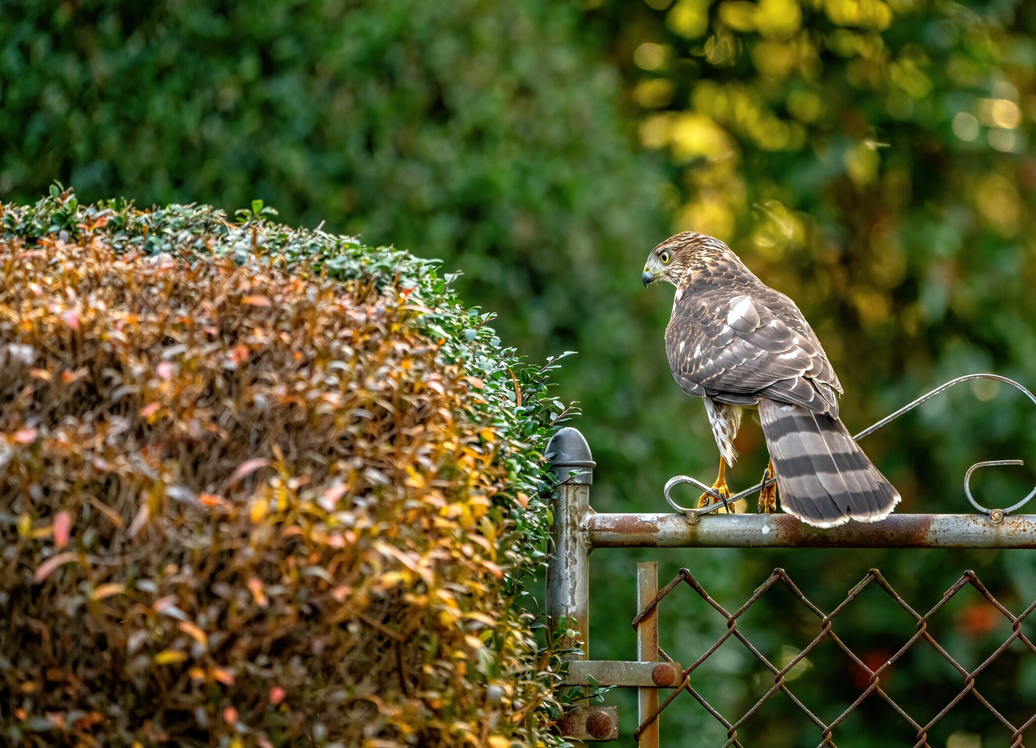 Cooper's hawk - Dad's Place - 12132020 - 01.jpg