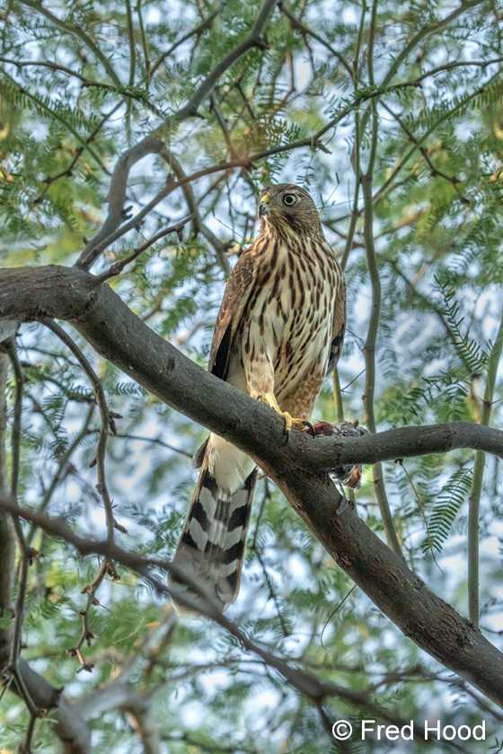 coopers hawk S4326.jpg