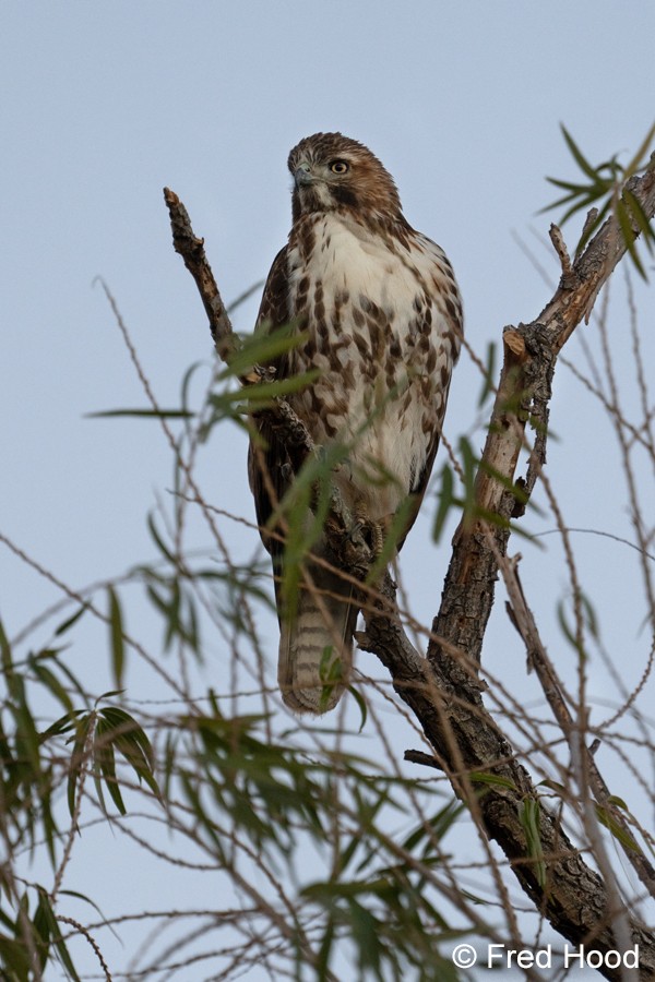 coopers hawk_juvenile S4779 raw adjust.jpg