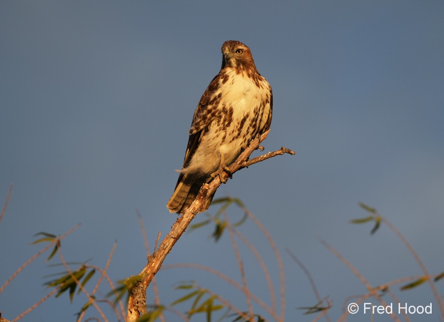 coopers hawk_juvenile S5064.JPG