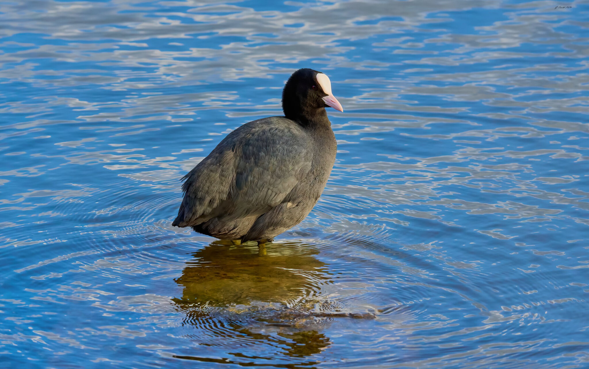 coot 2024 1.jpg