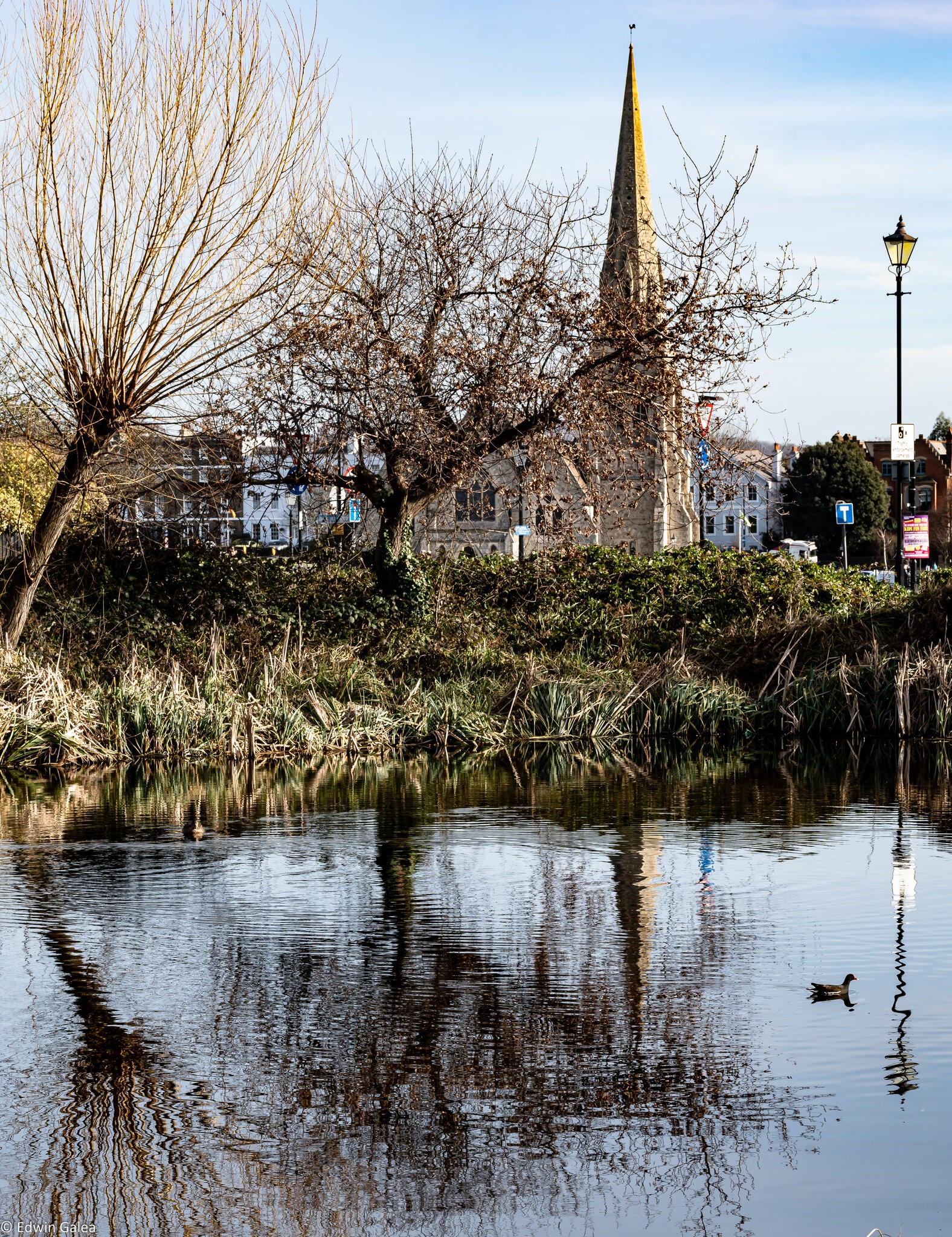 coot_on_pond-1.jpg