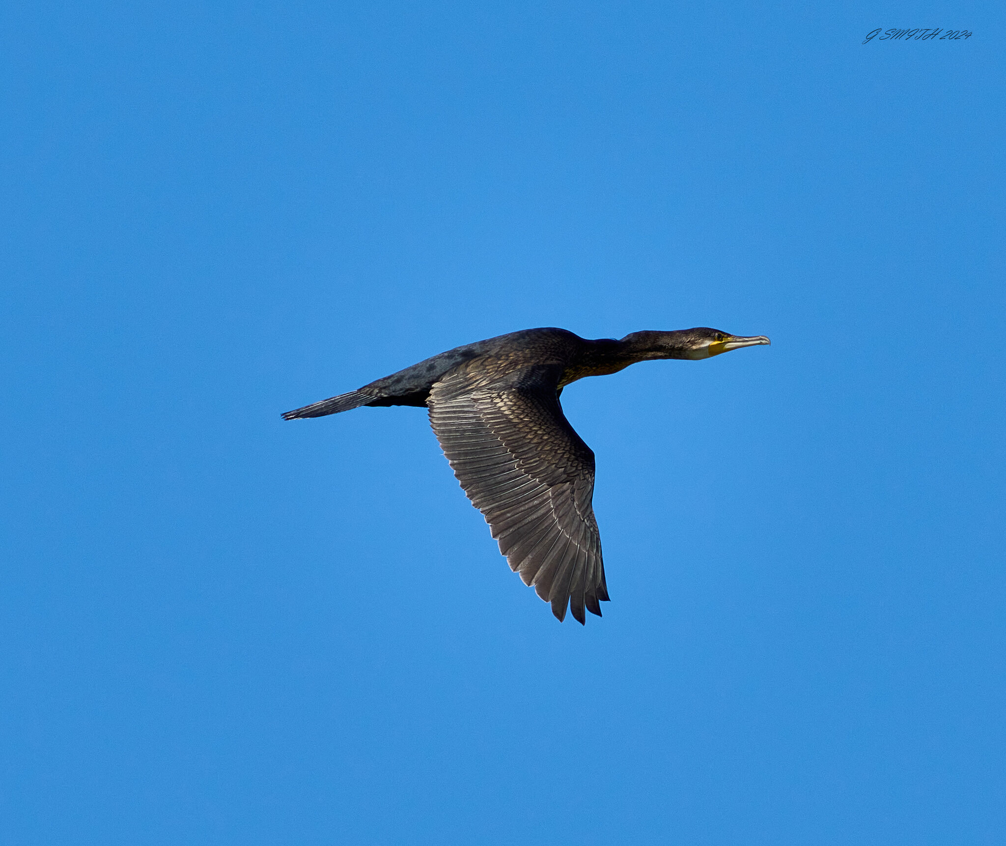 cormorant 2024 16.jpg