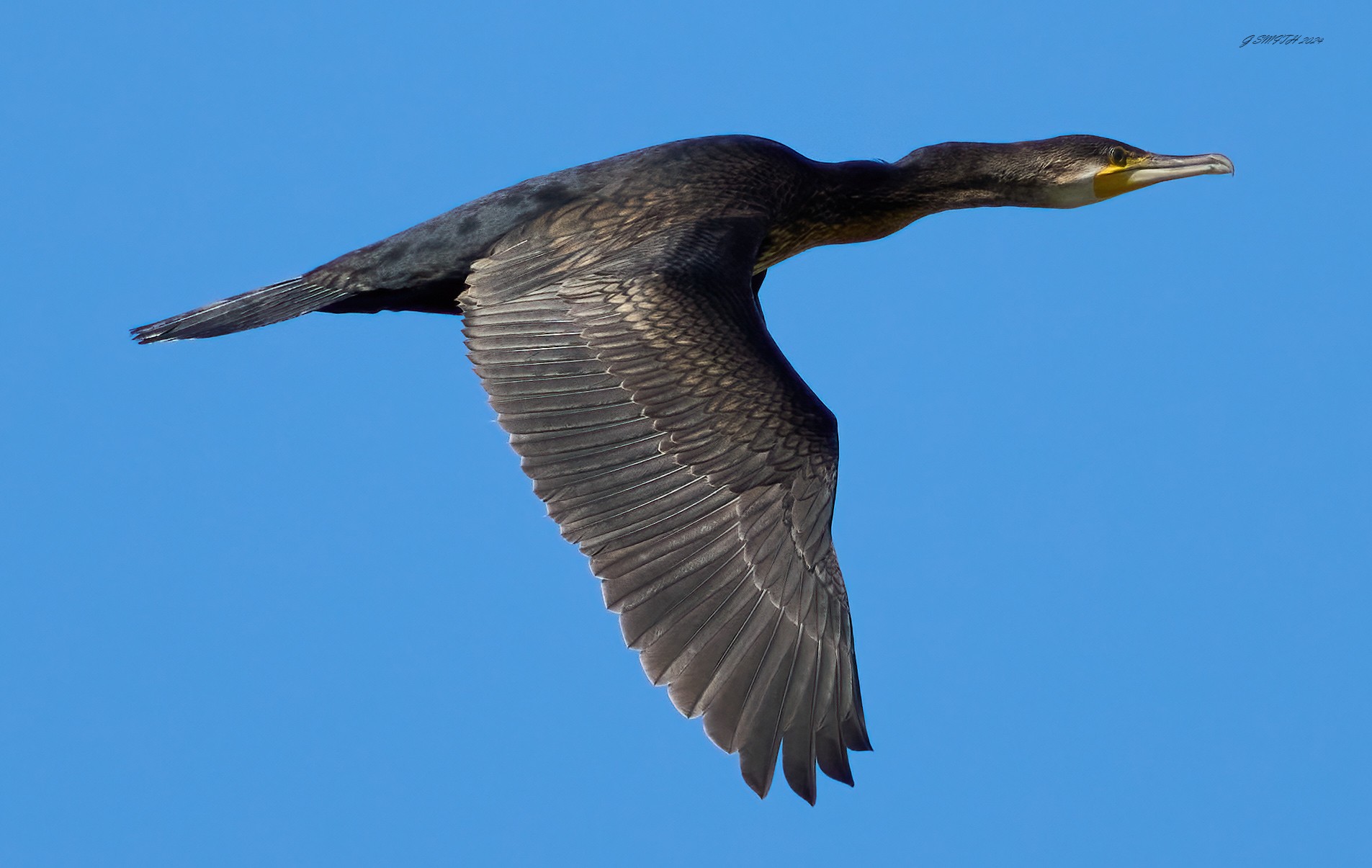 cormorant 2024 24.jpg