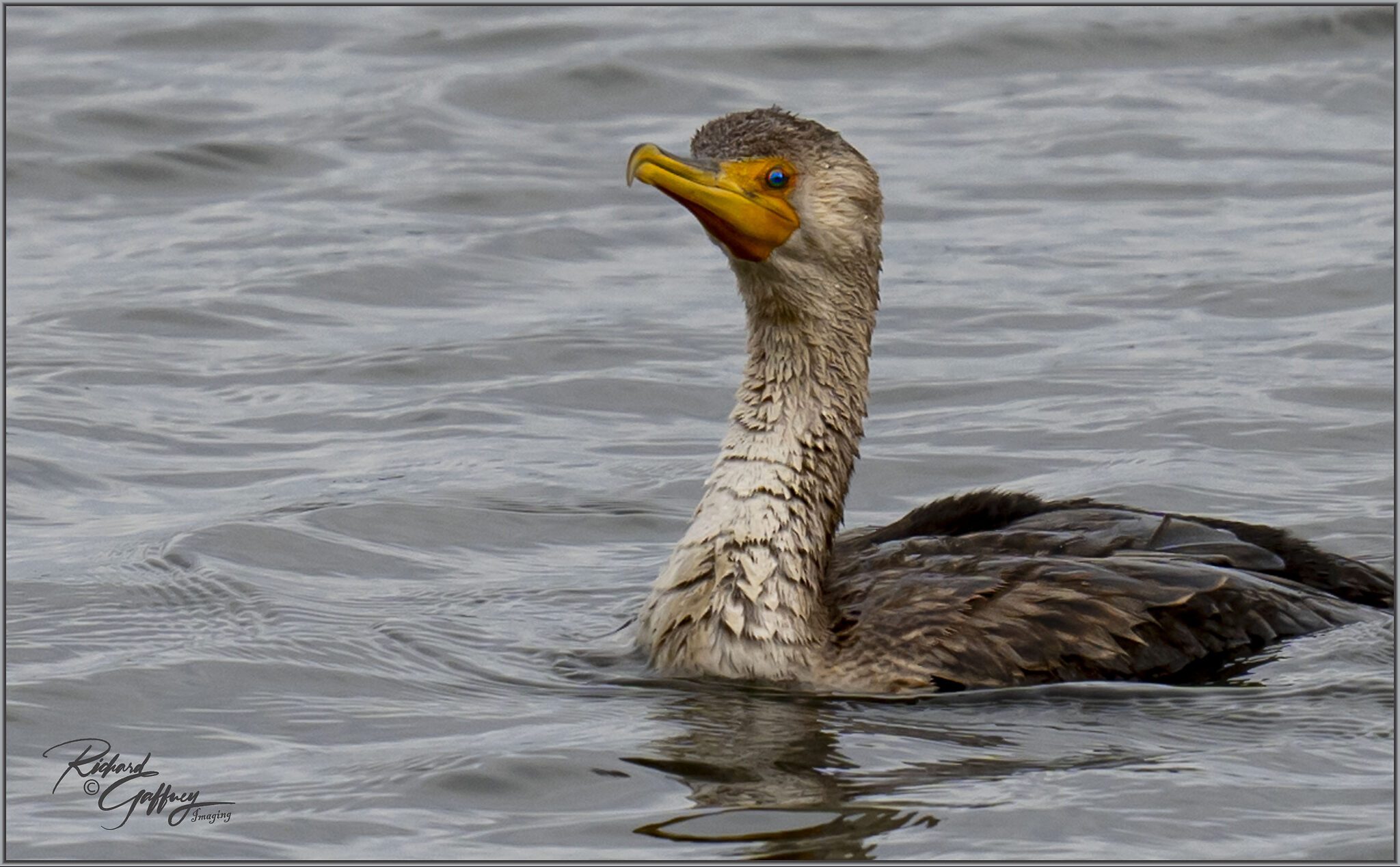 Cormorant at Forsythe  M.jpg