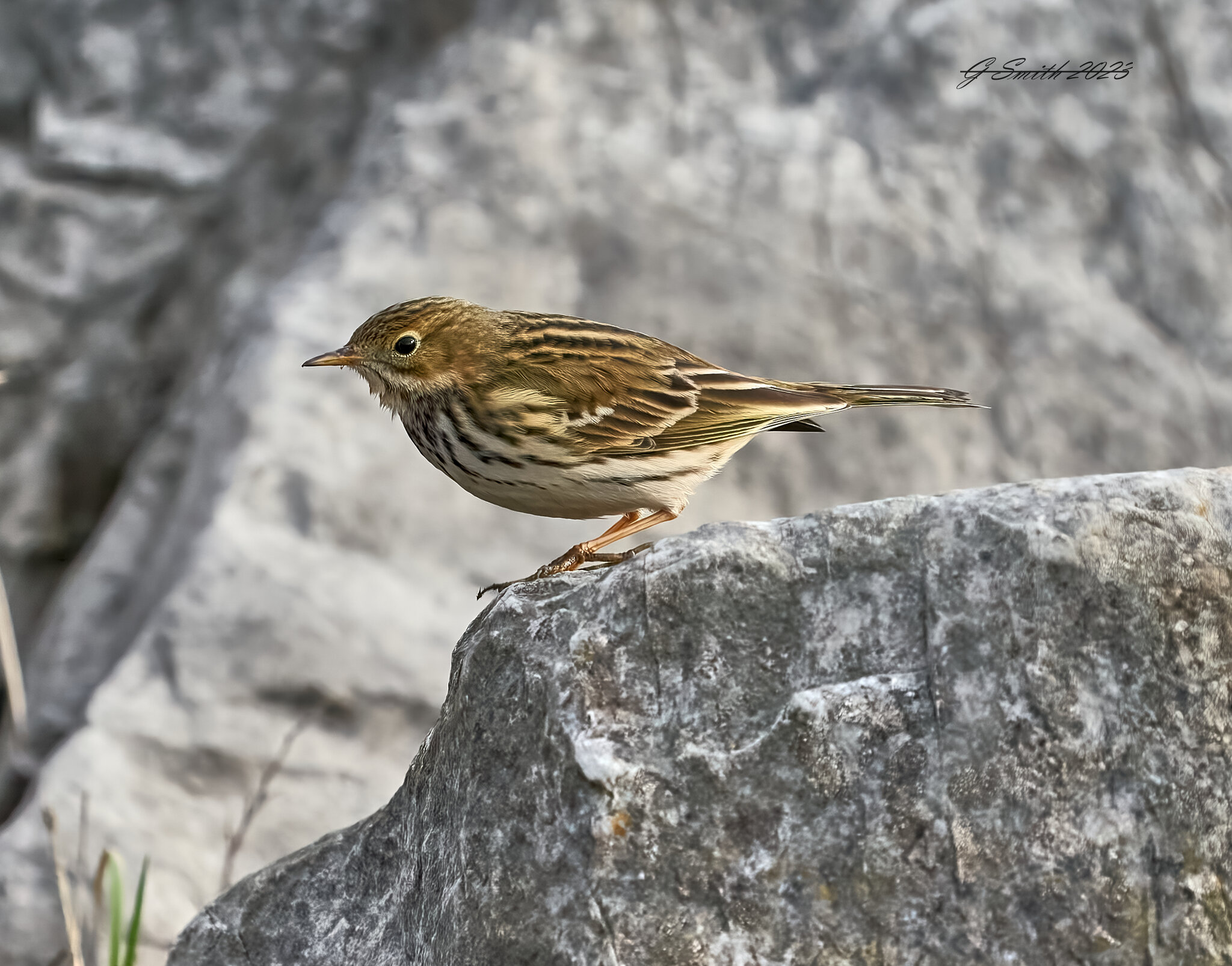 corn bunting 2023 2.jpg