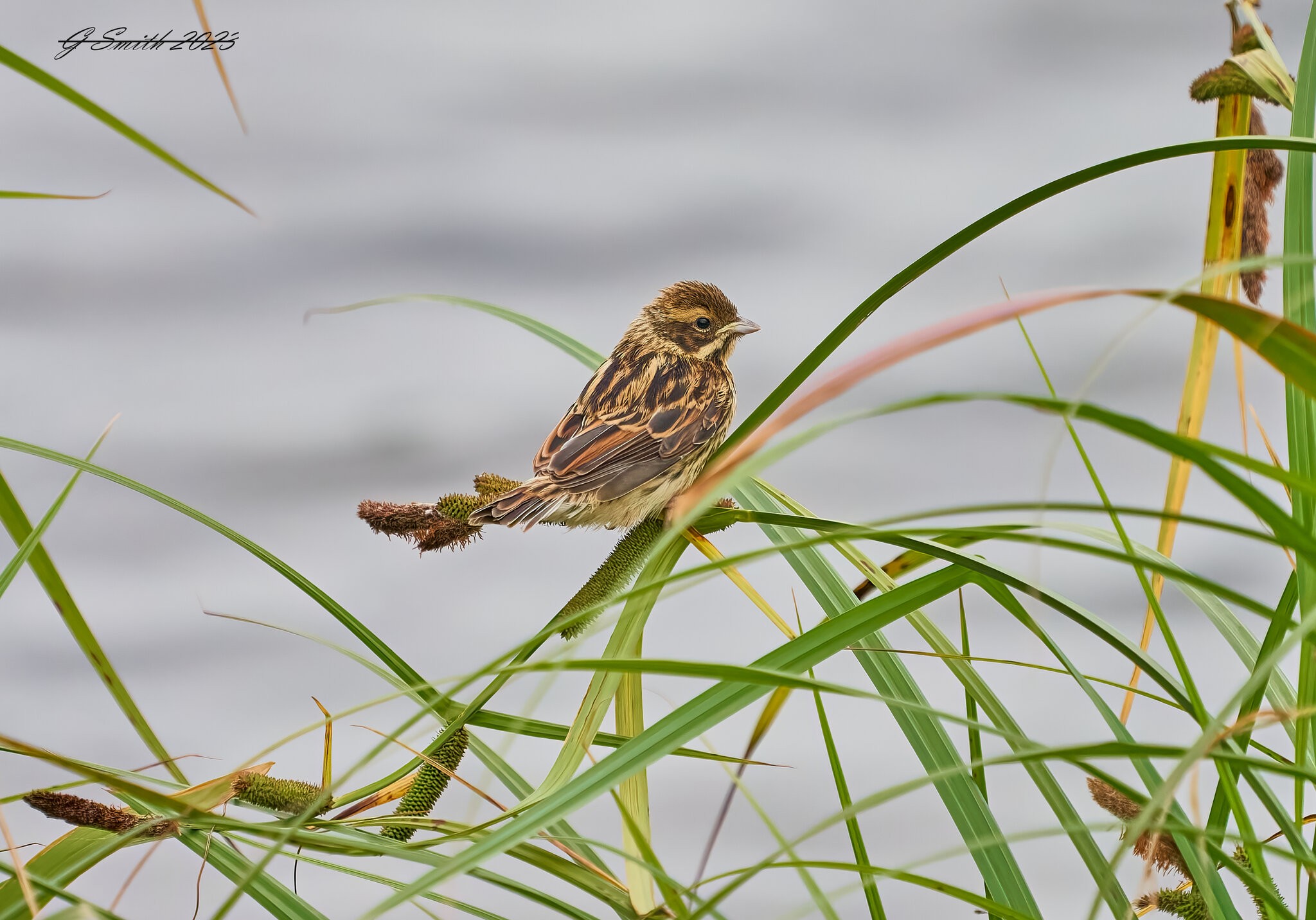 corn bunting 2023.jpg