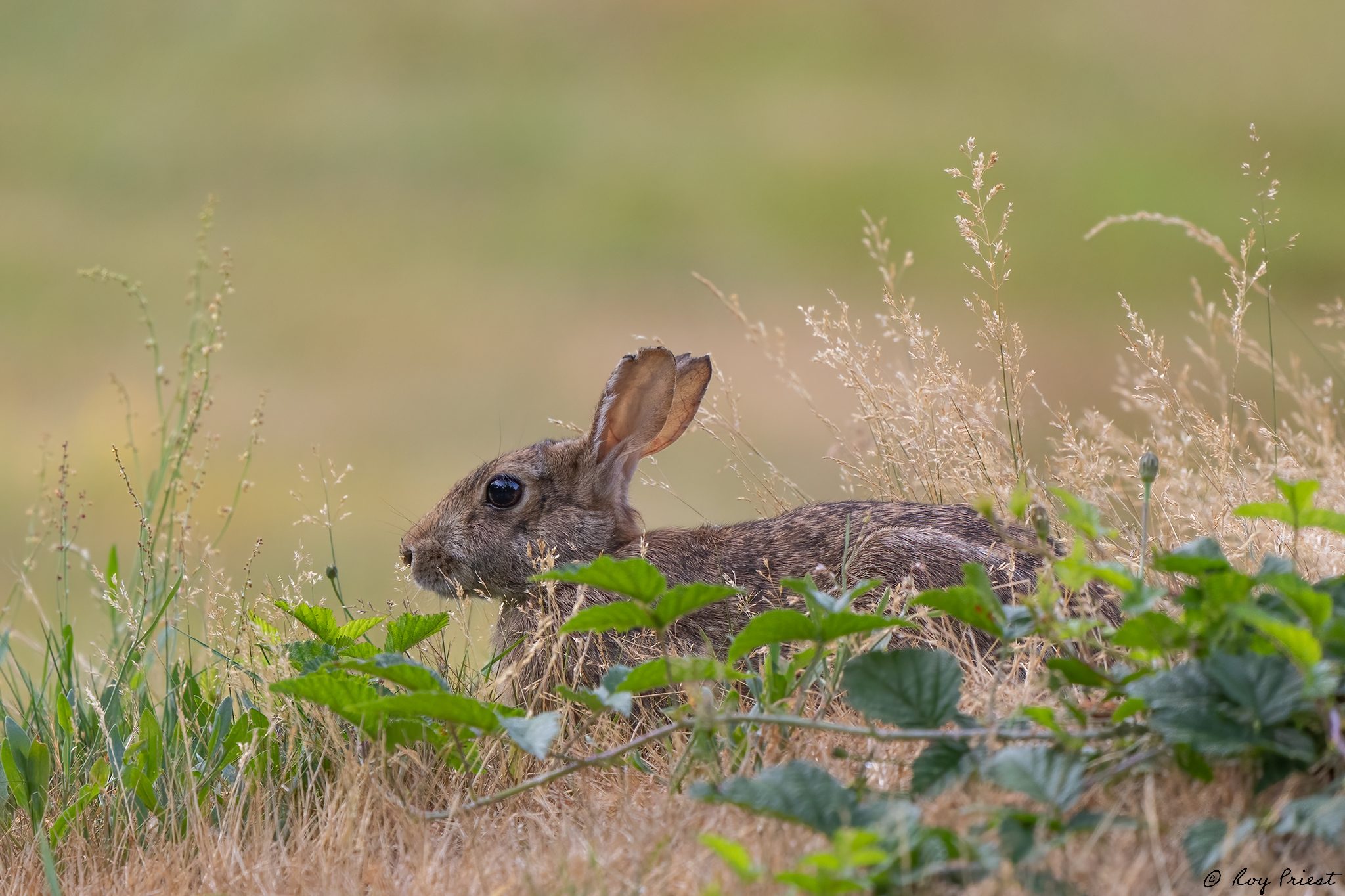 Cottontail-ROY-A1-8183.jpg