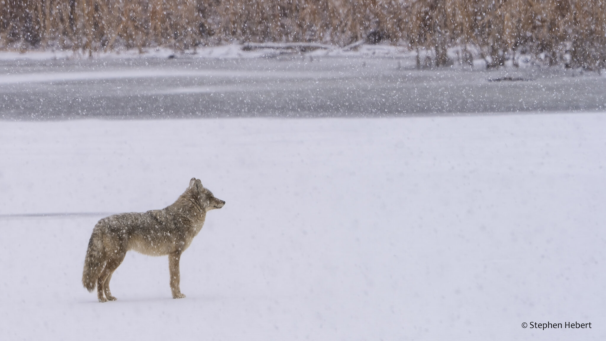 Coyote on the Frozen Lake_BLNC_02_15_25b2 (1 of 1).jpg