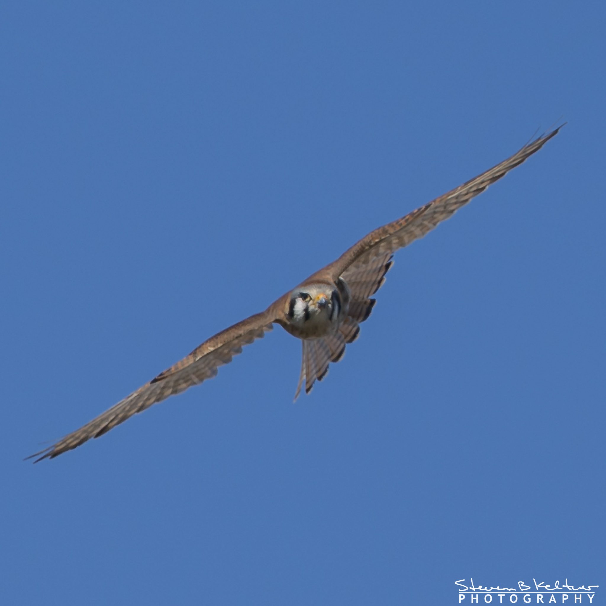 CrabCreekKestrel031620N-7709.jpg