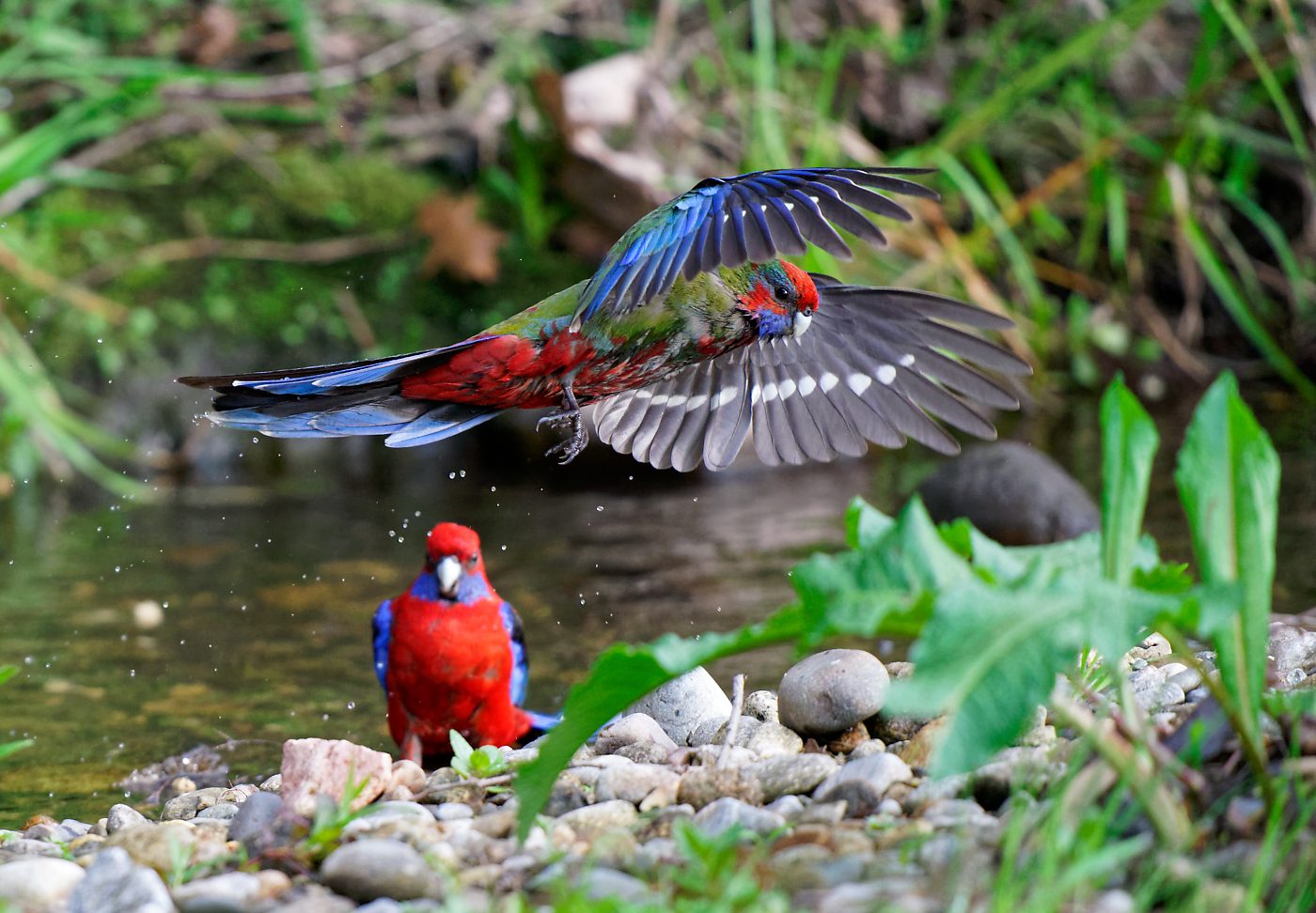 Crimson Rosella imm IF 3.jpg