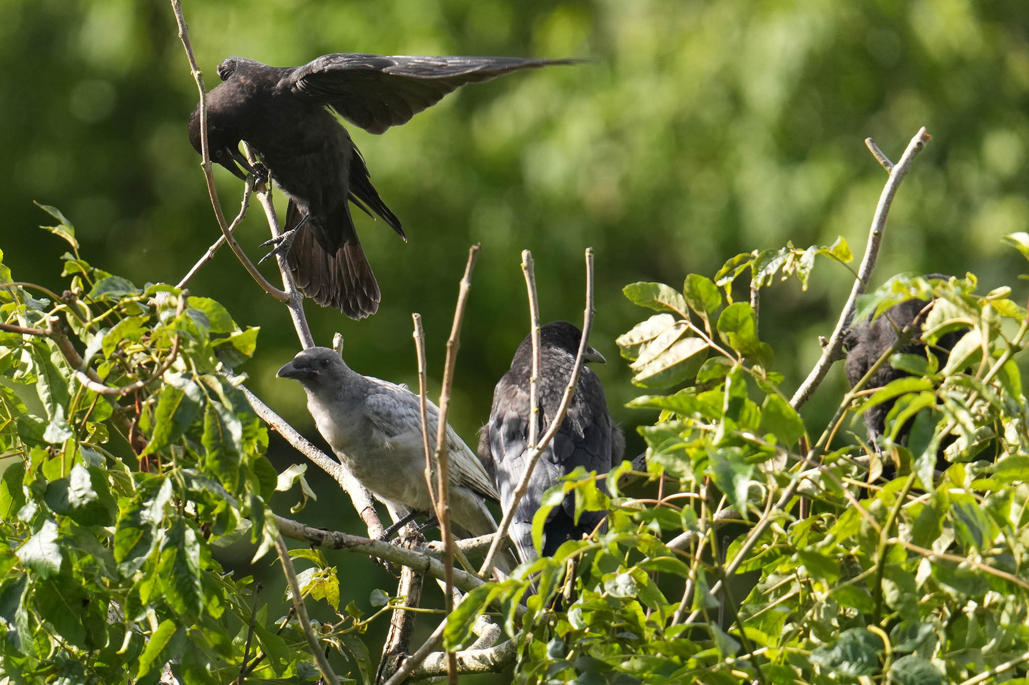 Crow-DSC00063.jpg