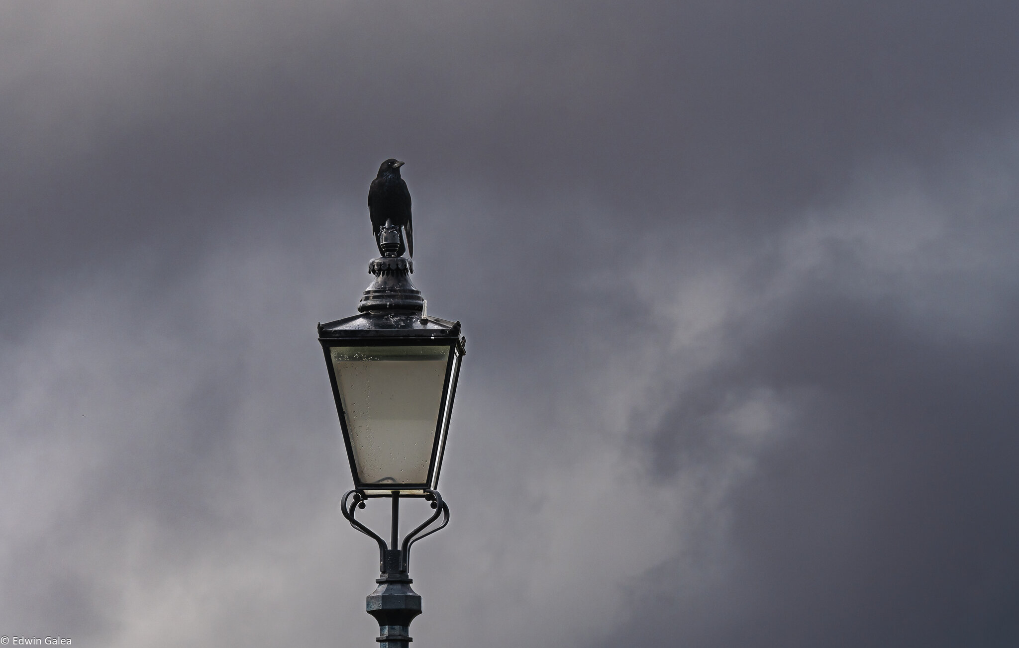 crow on light pole-4.jpg