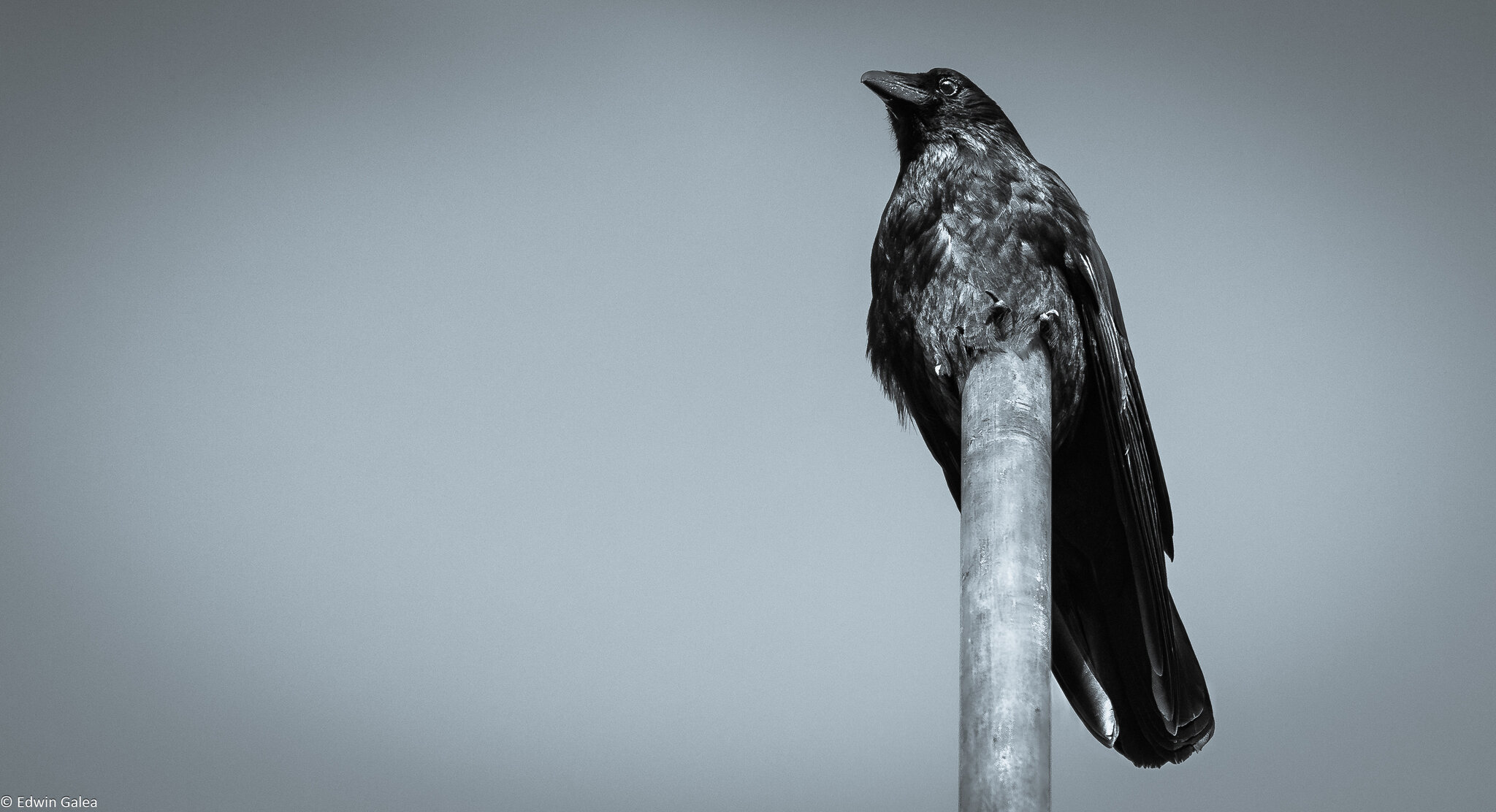 crow on pole bw 04 - 46%-5.jpg