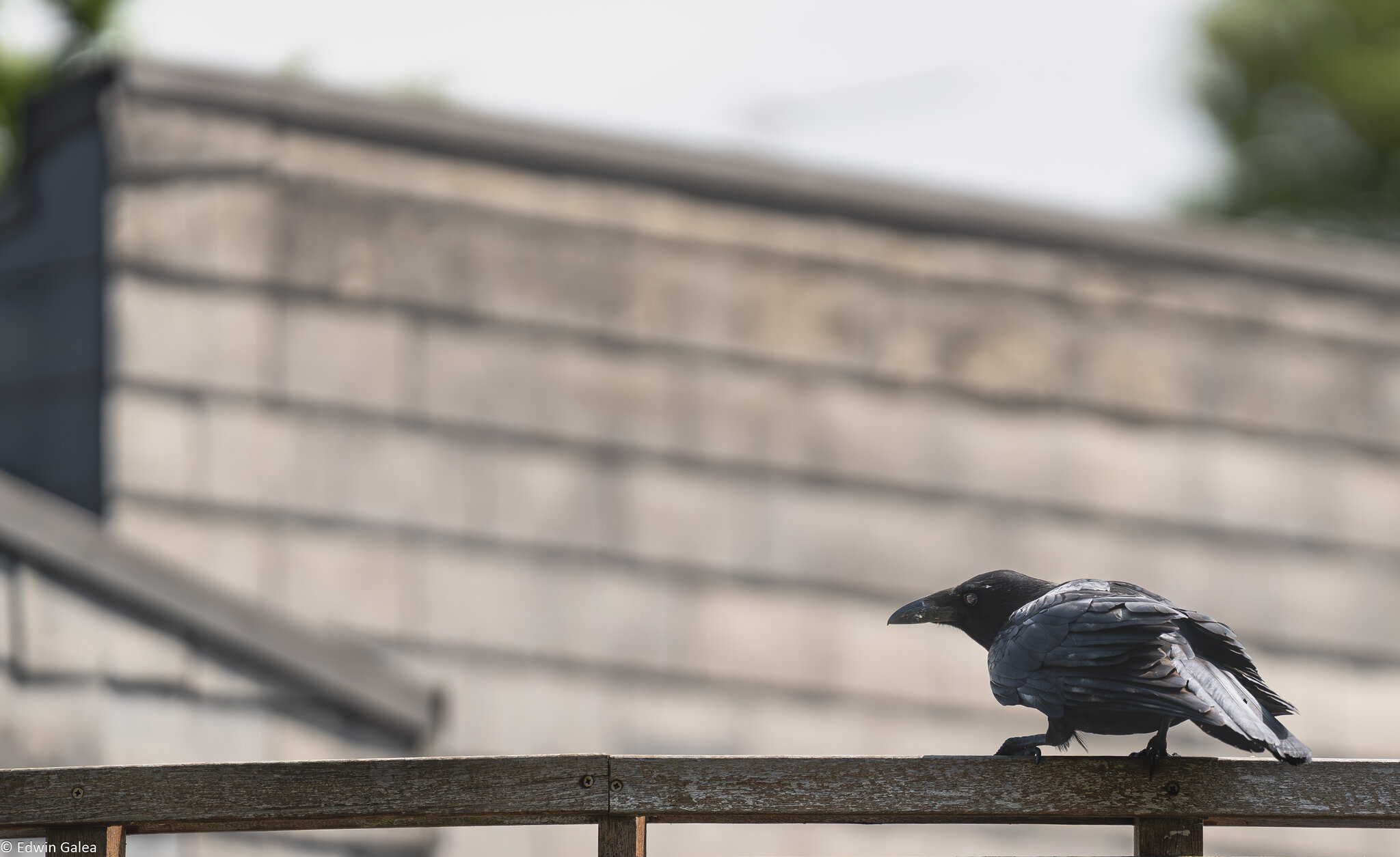 crow ready for flight-2.jpg