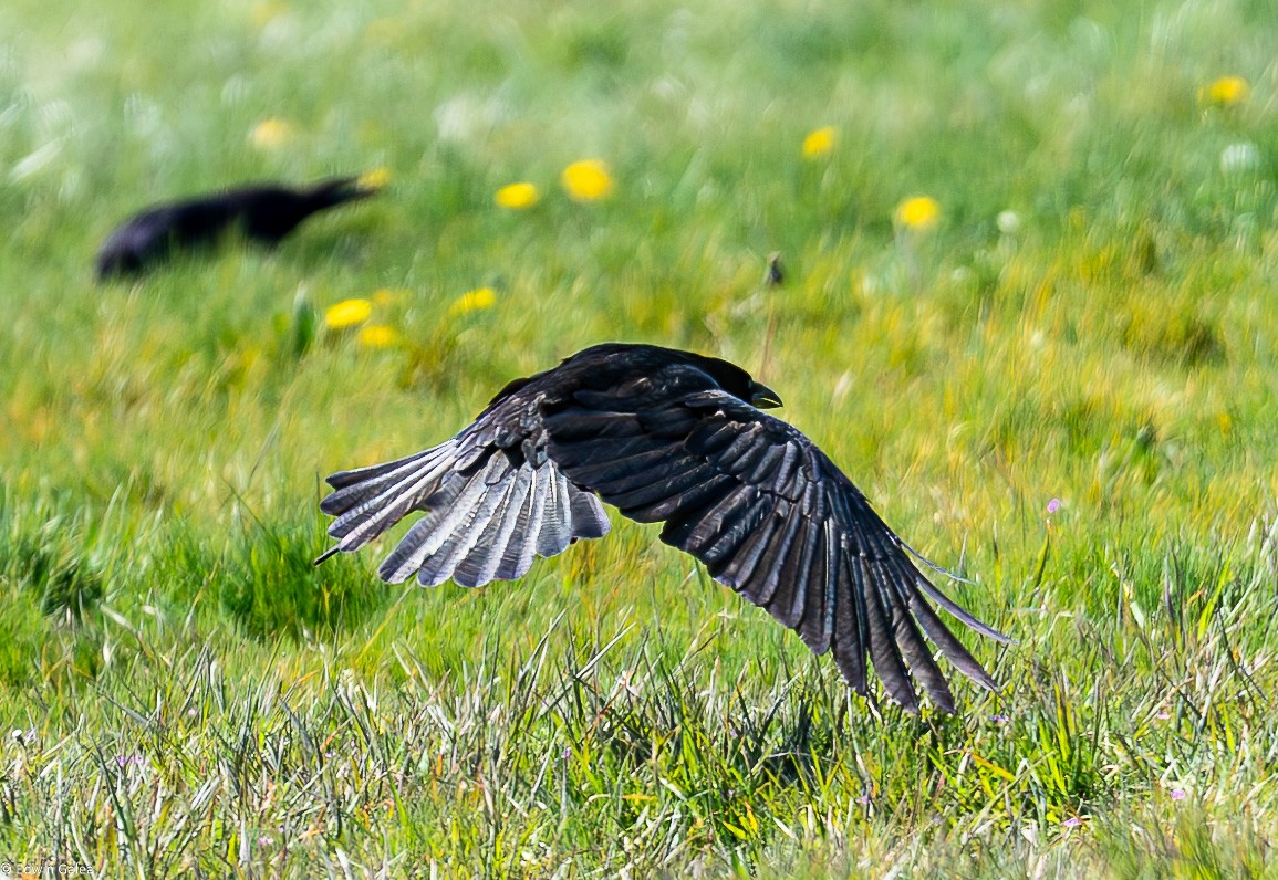 crow_flight-2.jpg