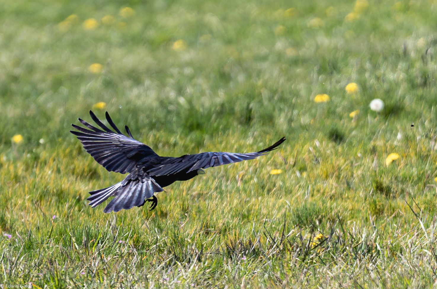 crow_flight-3.jpg