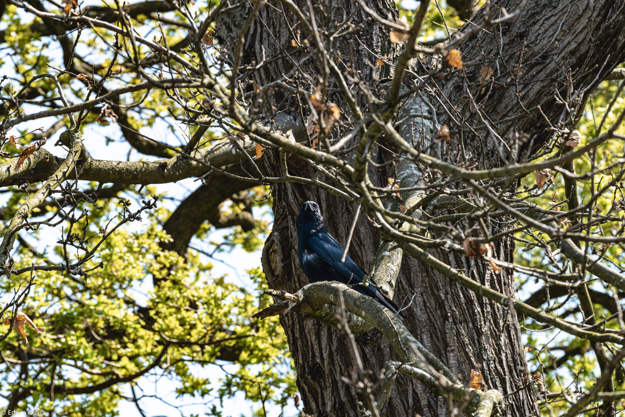 crow_in_tree-1.jpg