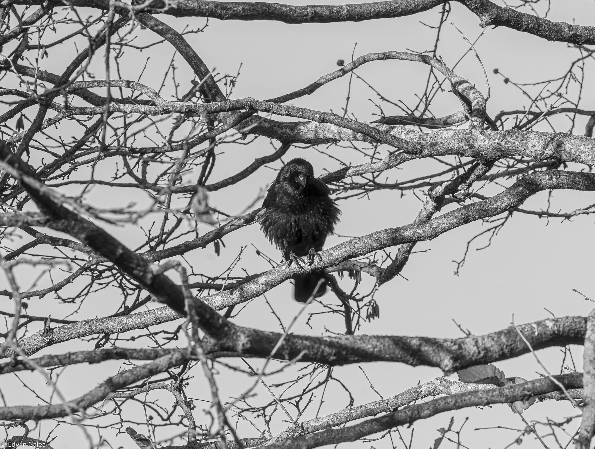 crow_in_tree_bw-1.jpg