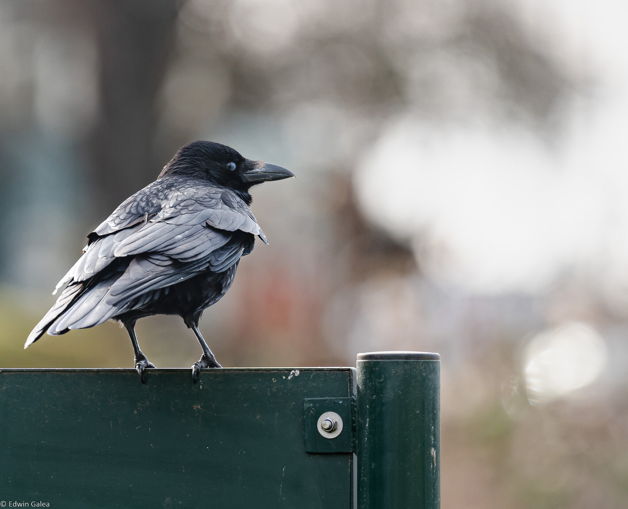 crow_on_sign-1.jpg