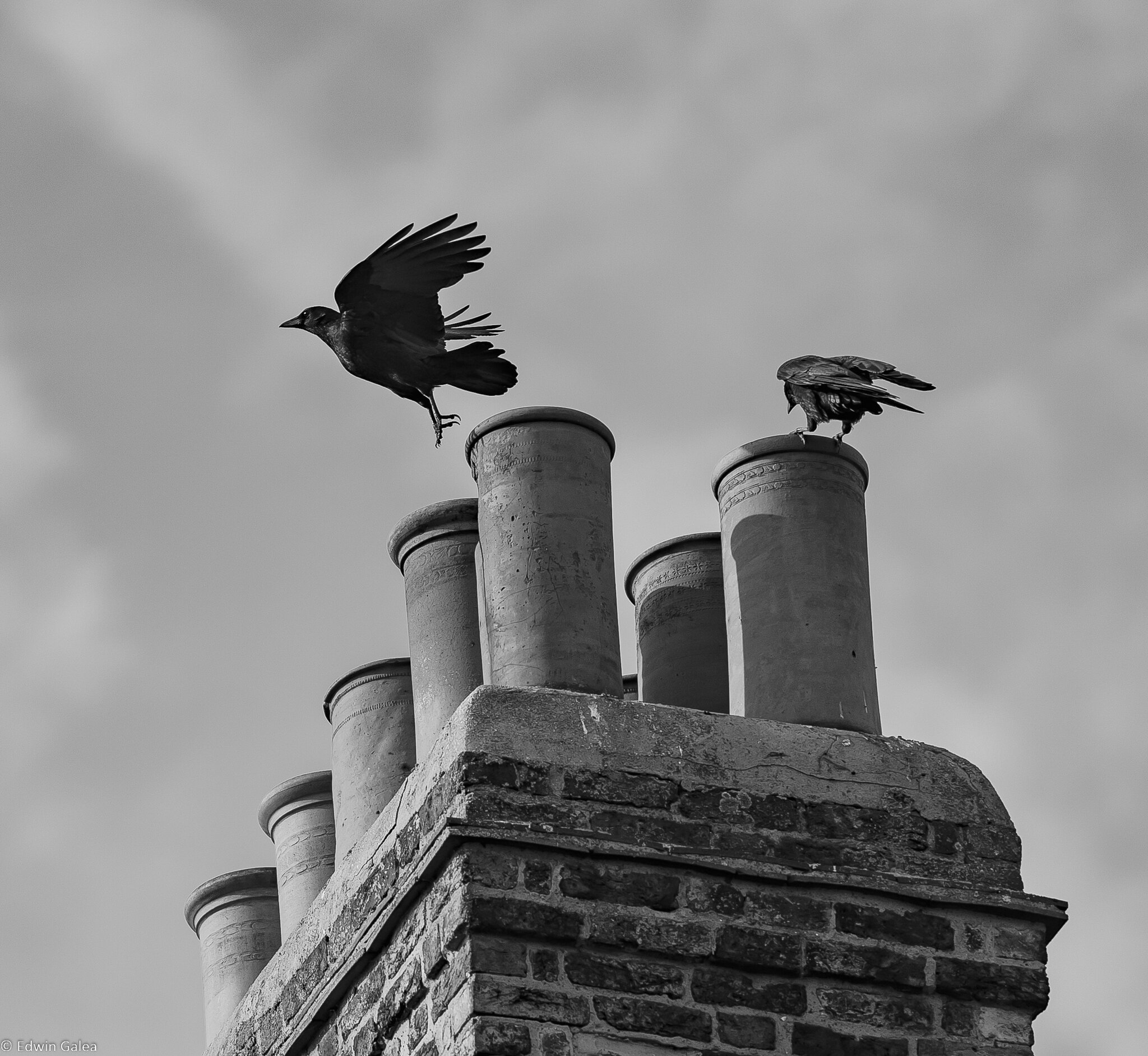 crows_inflight_bw-3.jpg