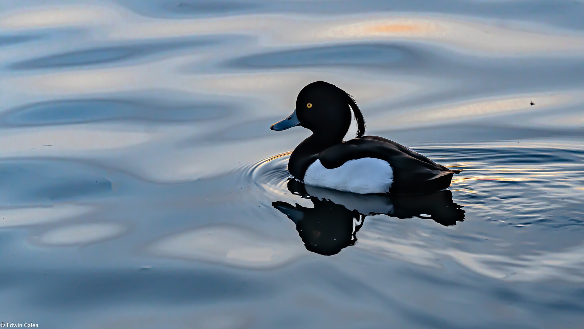 cruising_duck-1.jpg