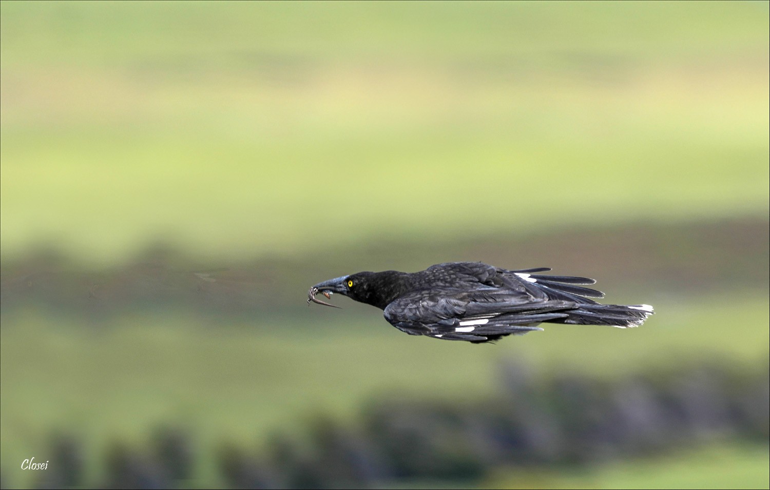 Currawong 2r.jpg